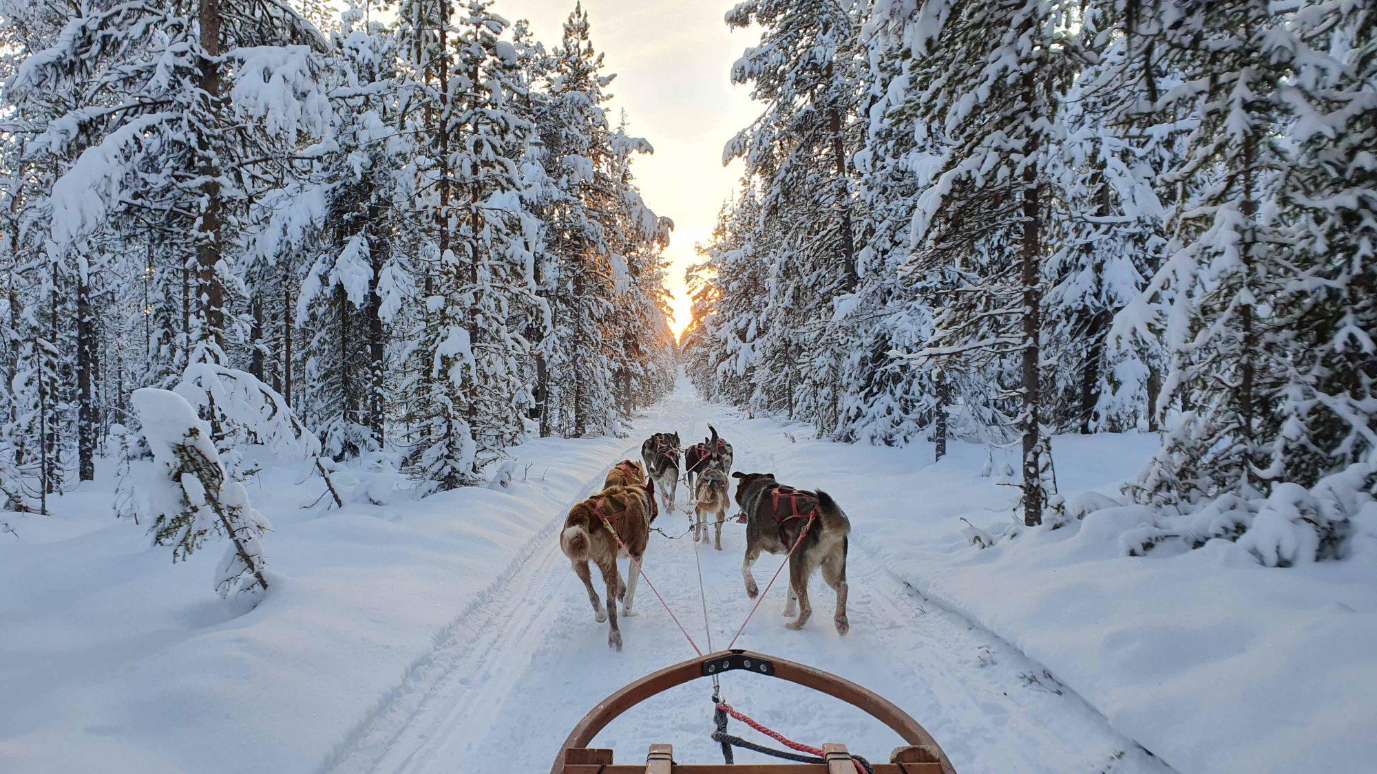 Unique winter experience in Swedish Lapland