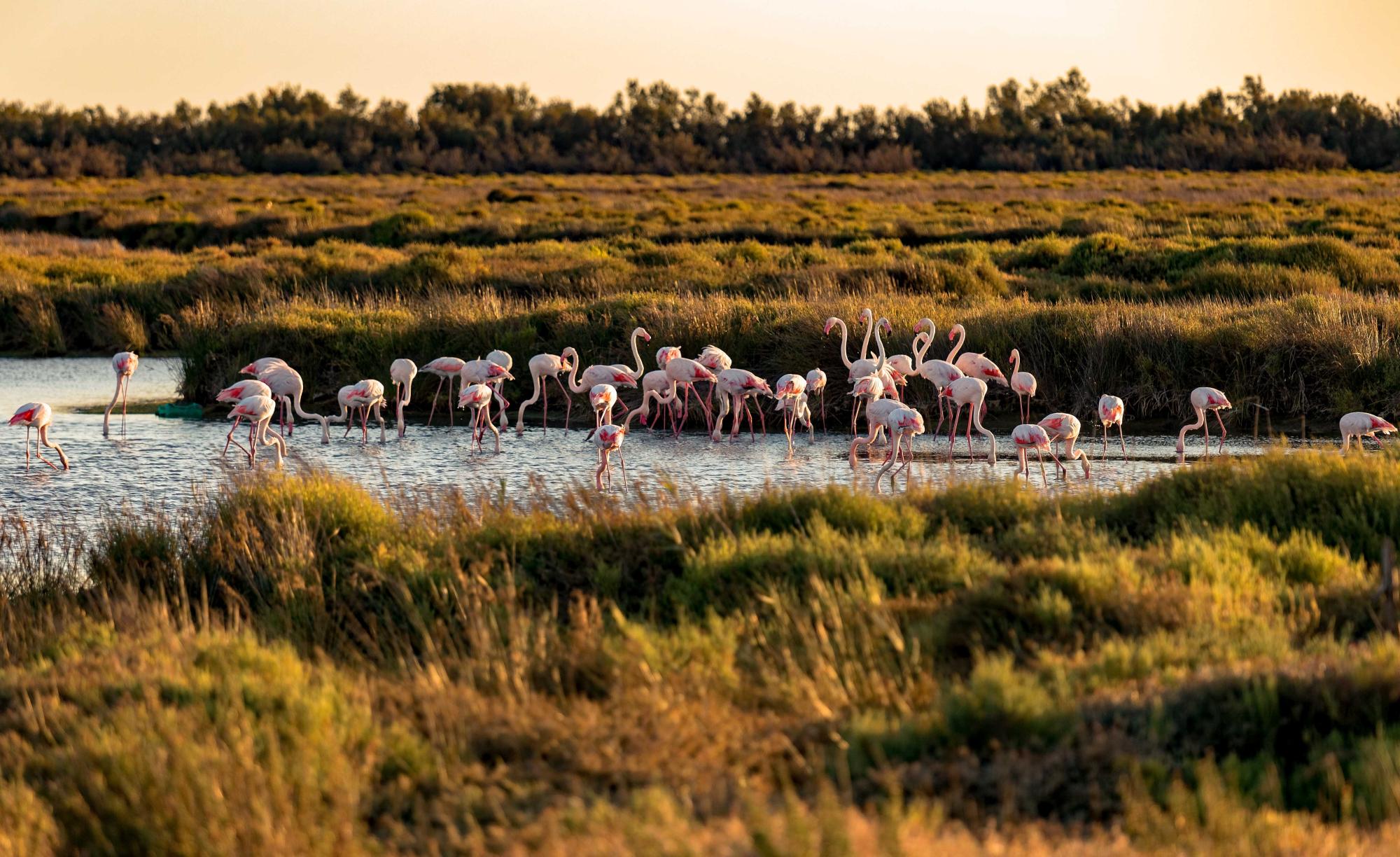 The best of Provence and the Camargue