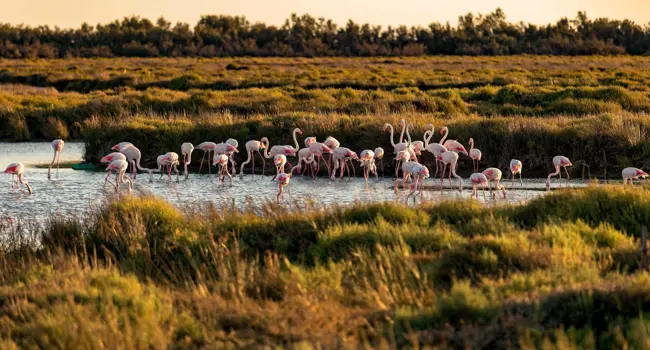 The best of Provence and the Camargue