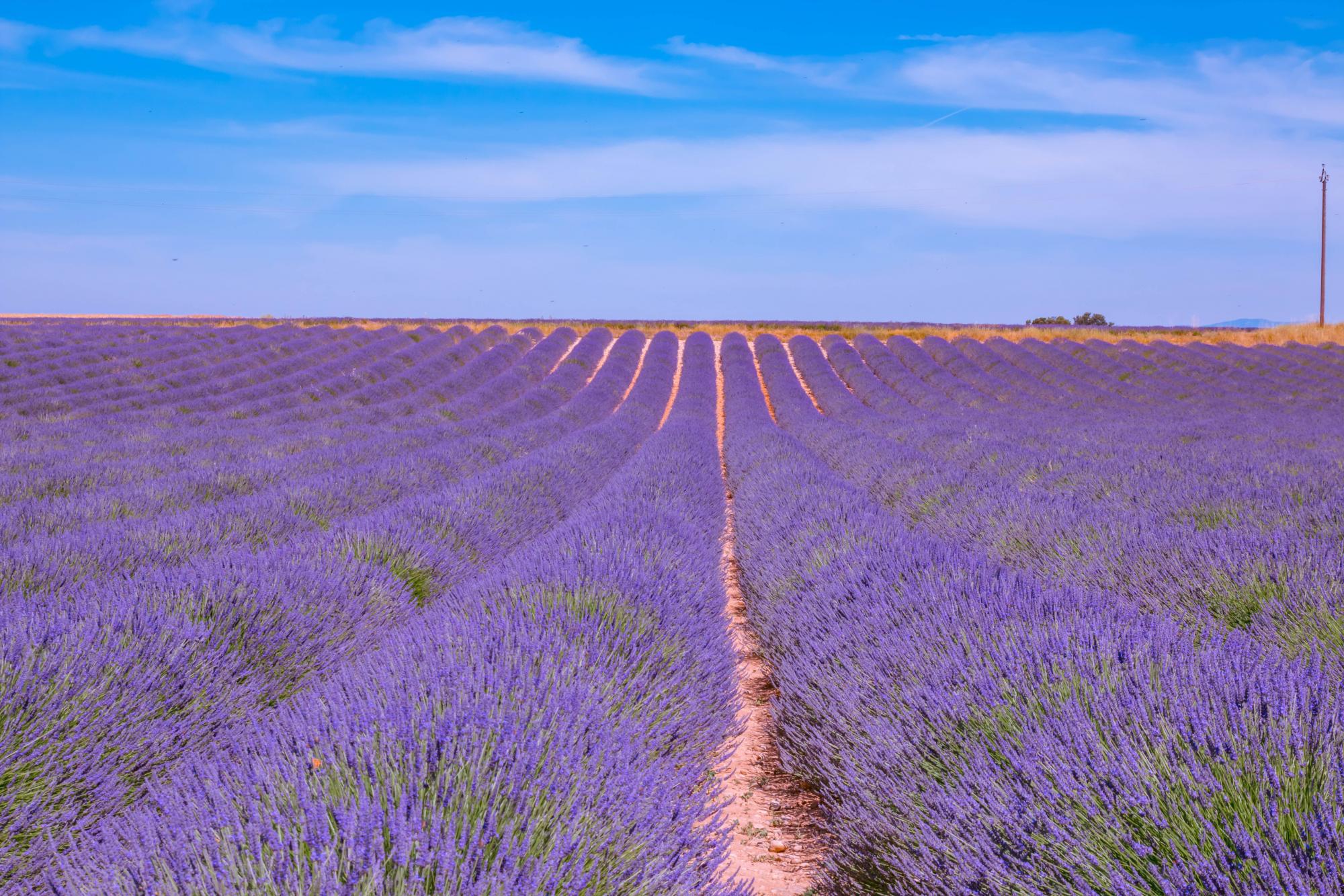 The heart of Provence