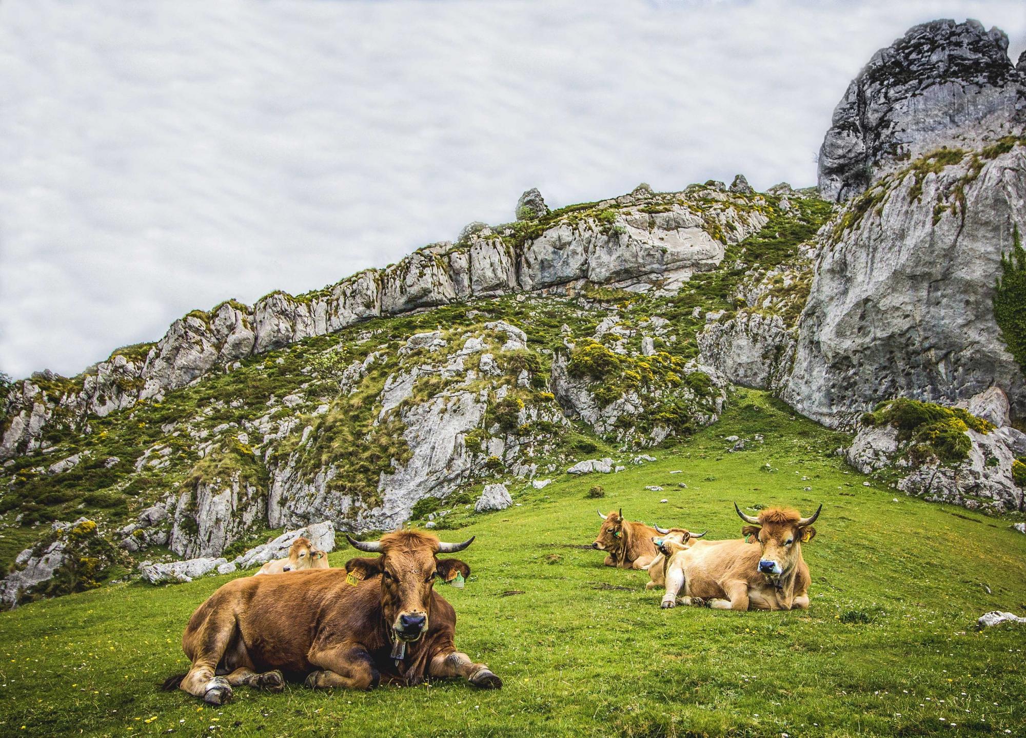 Glorious green Spain