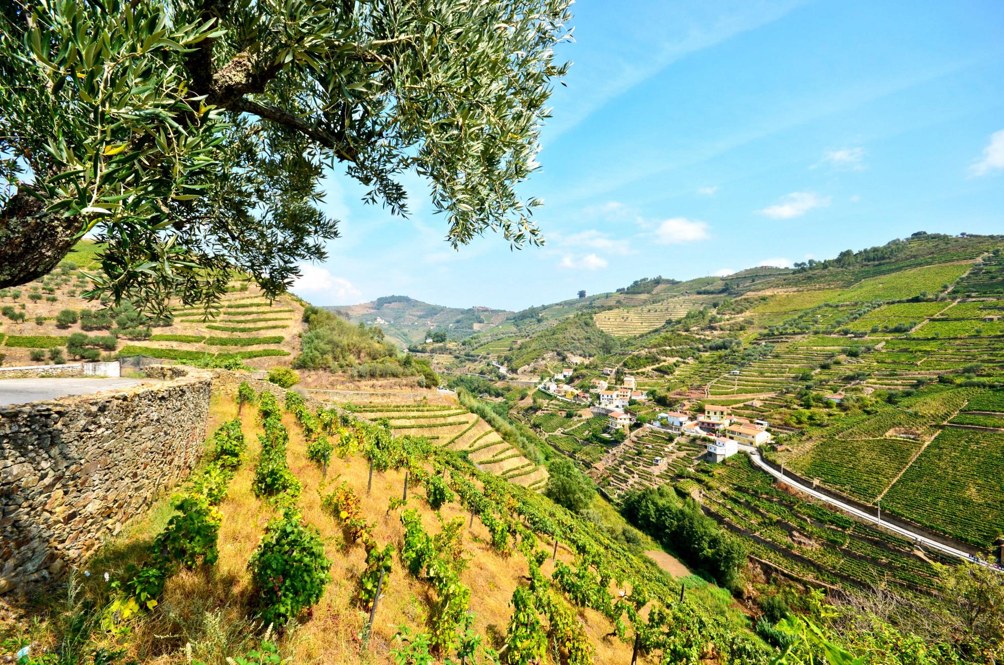 Portugal's finest wine regions