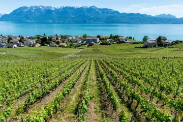 wijnvelden lavaux 2 vanuit gstaad