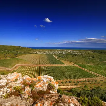 Wine tour through Occitania and Catalonia