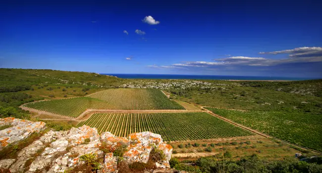 Wine tour through Occitania and Catalonia
