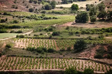 25 dominio de atauta winery
