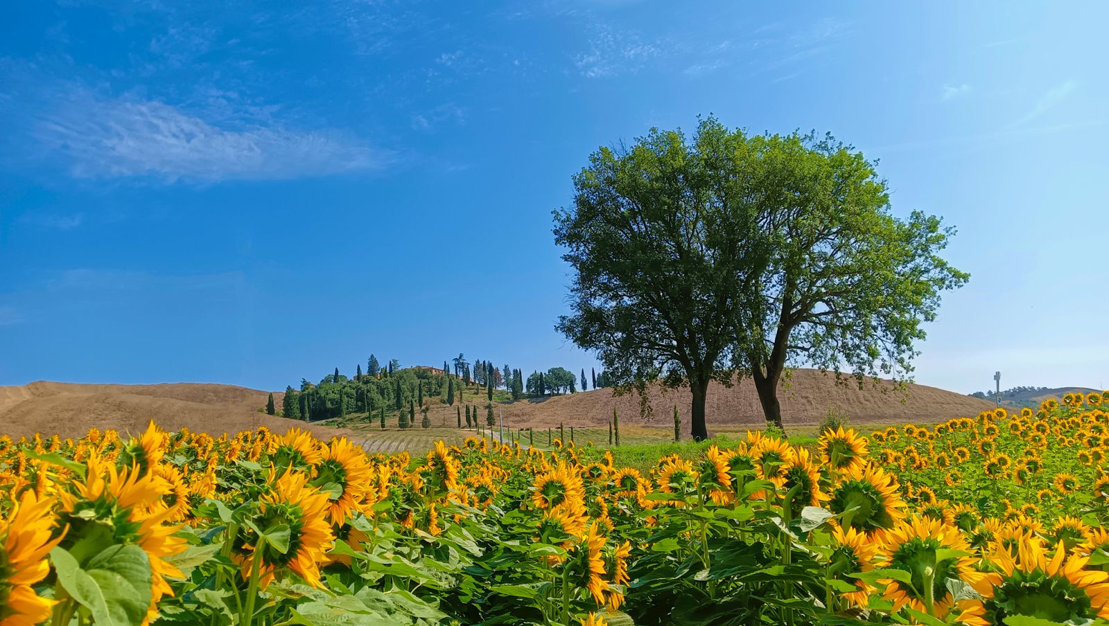 campi di girasoli