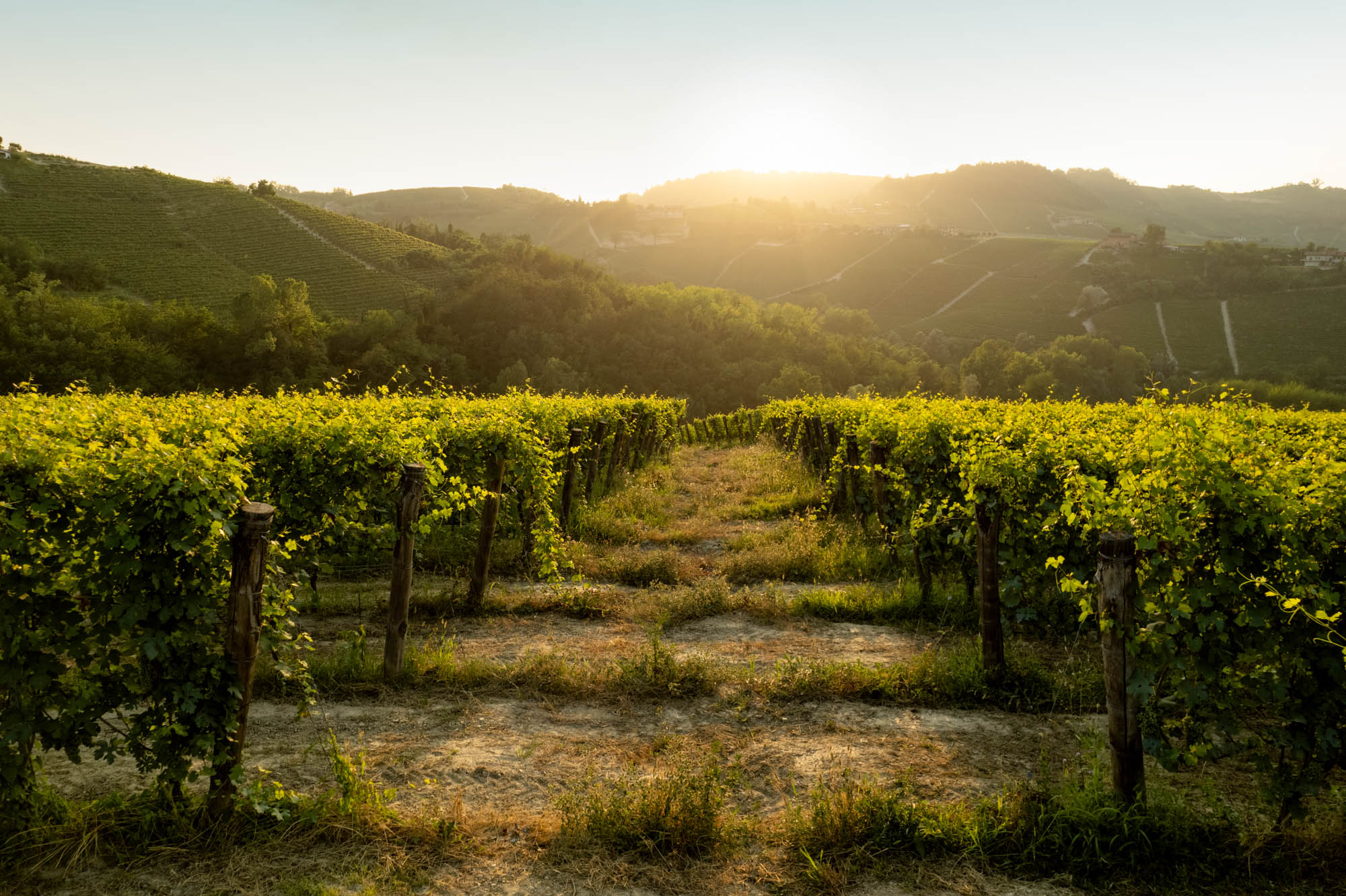 wijreis piemonte wijnranken