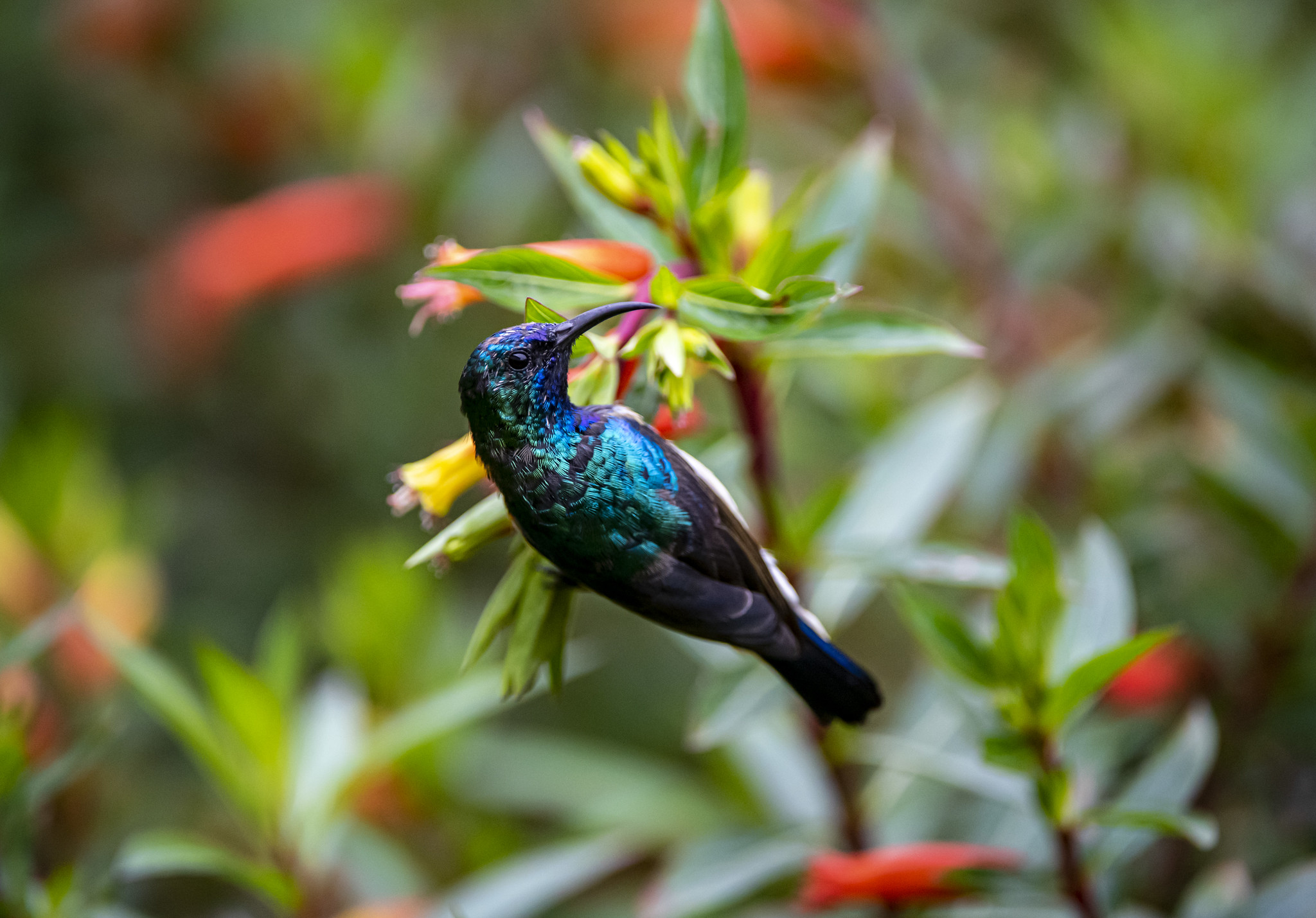 birds of rwanda