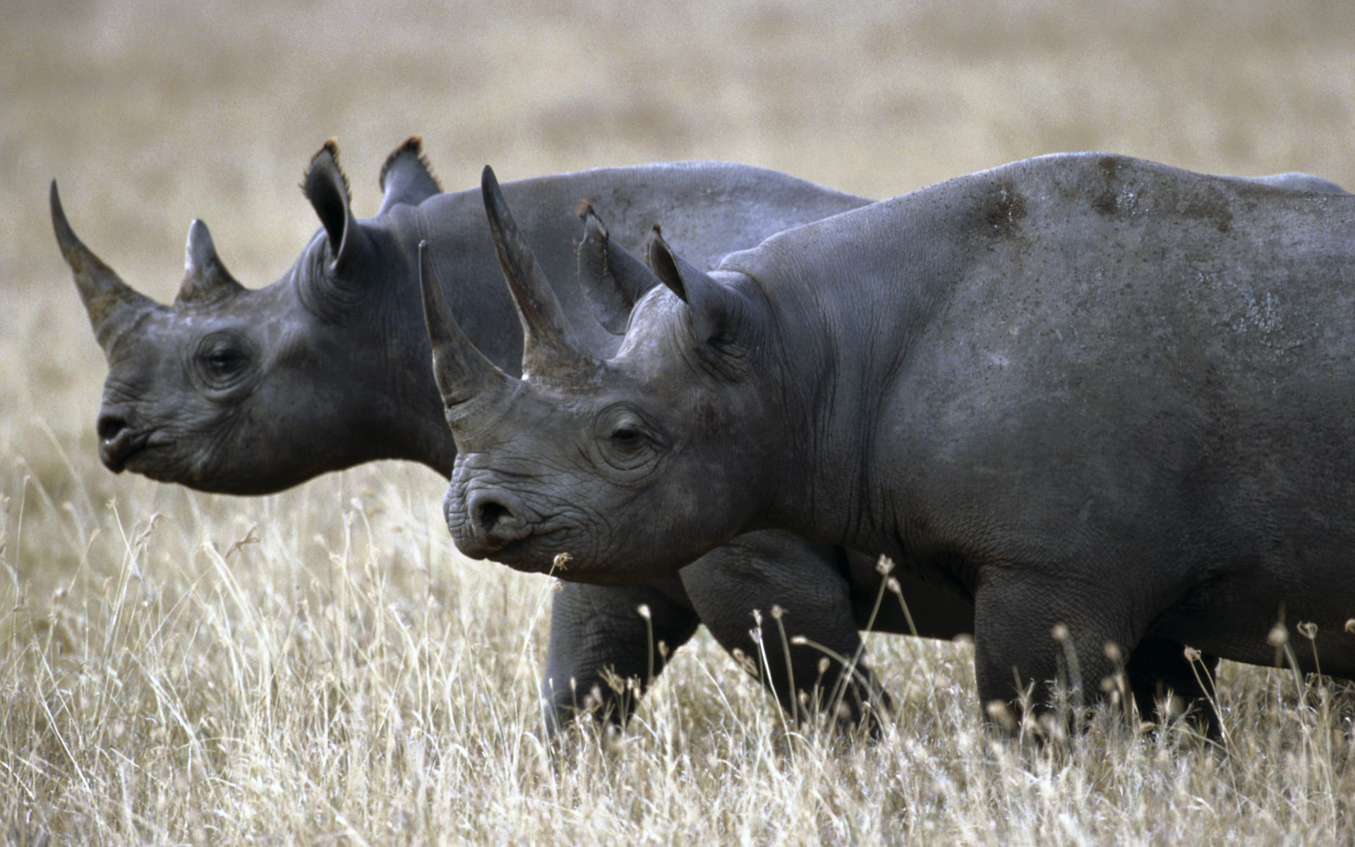 black rhino