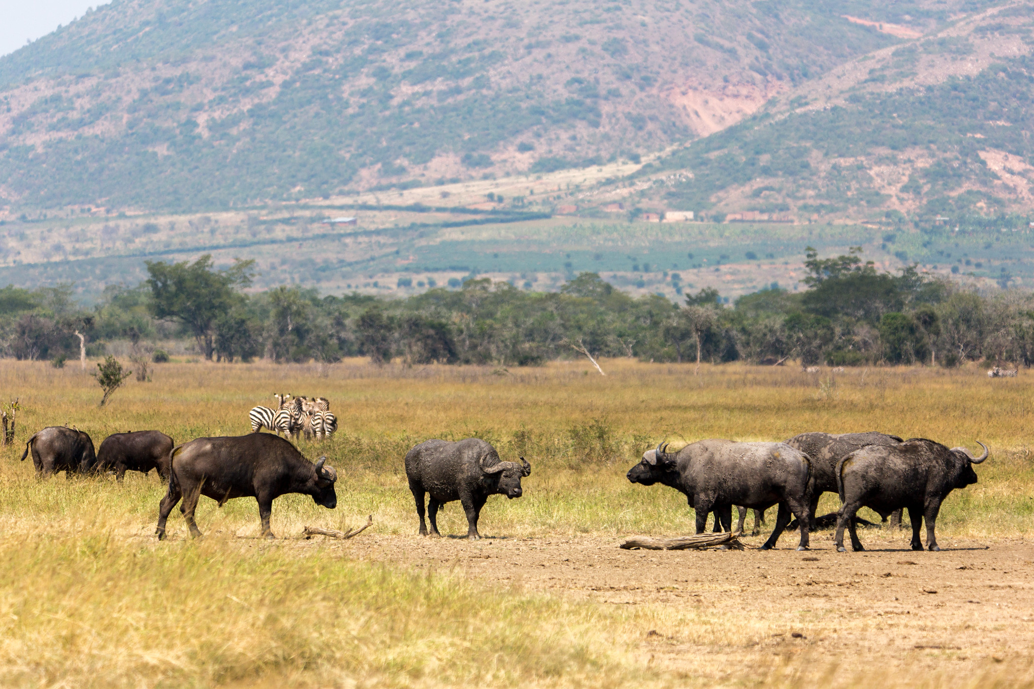 bufaloes in akagera national park
