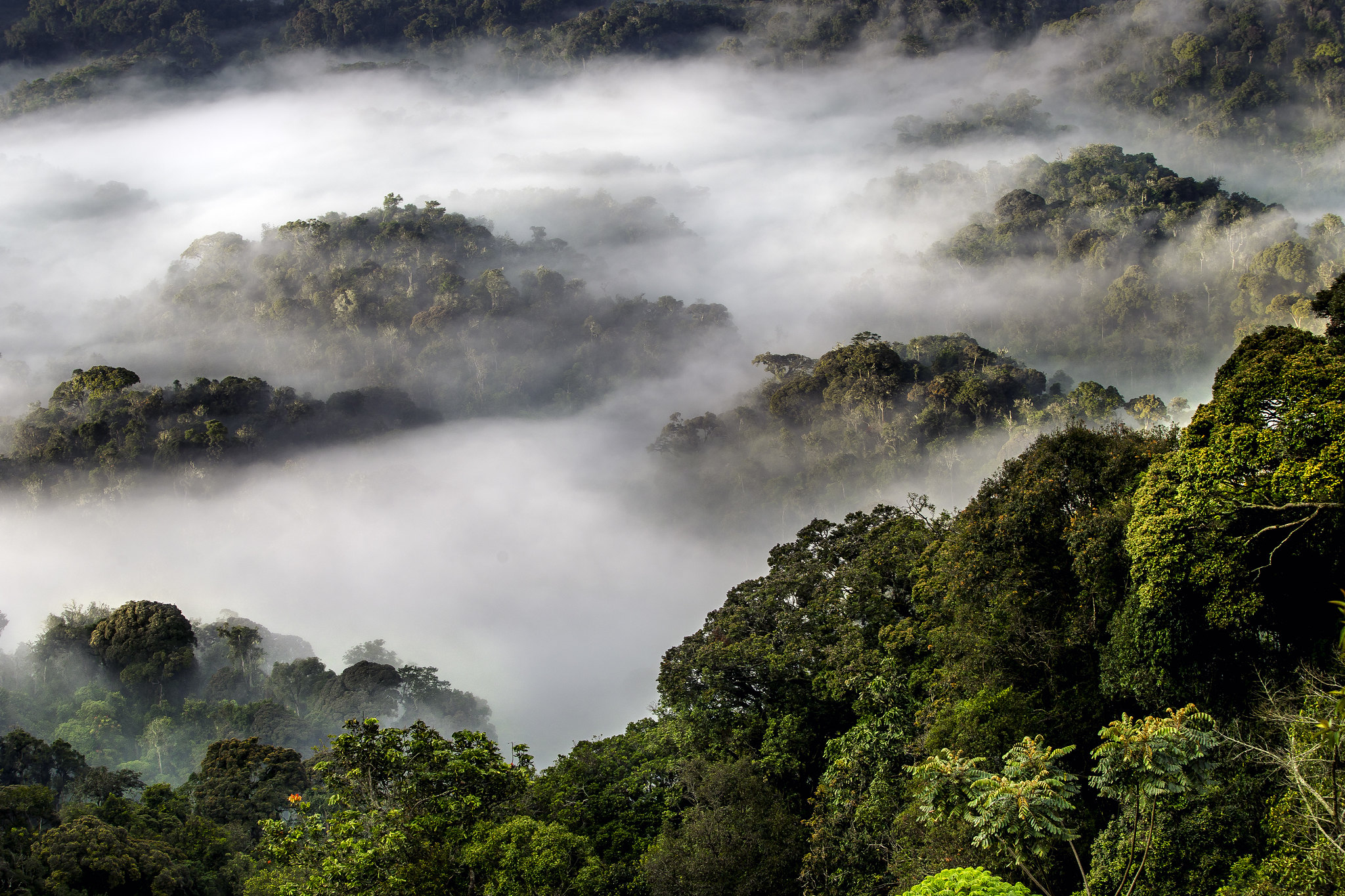 canopy of volcanoes