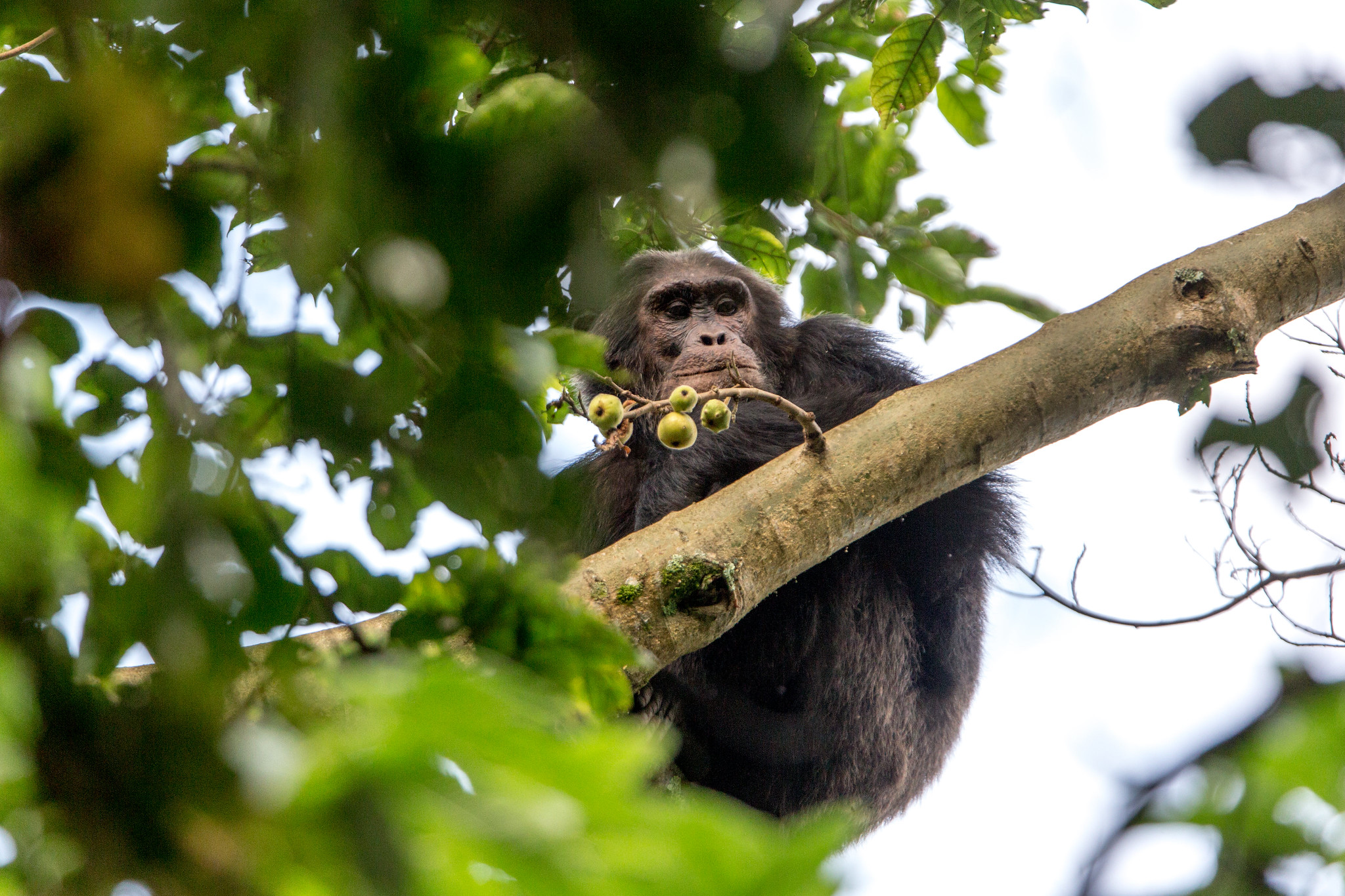 chimpanze tracking in nyungwe forest