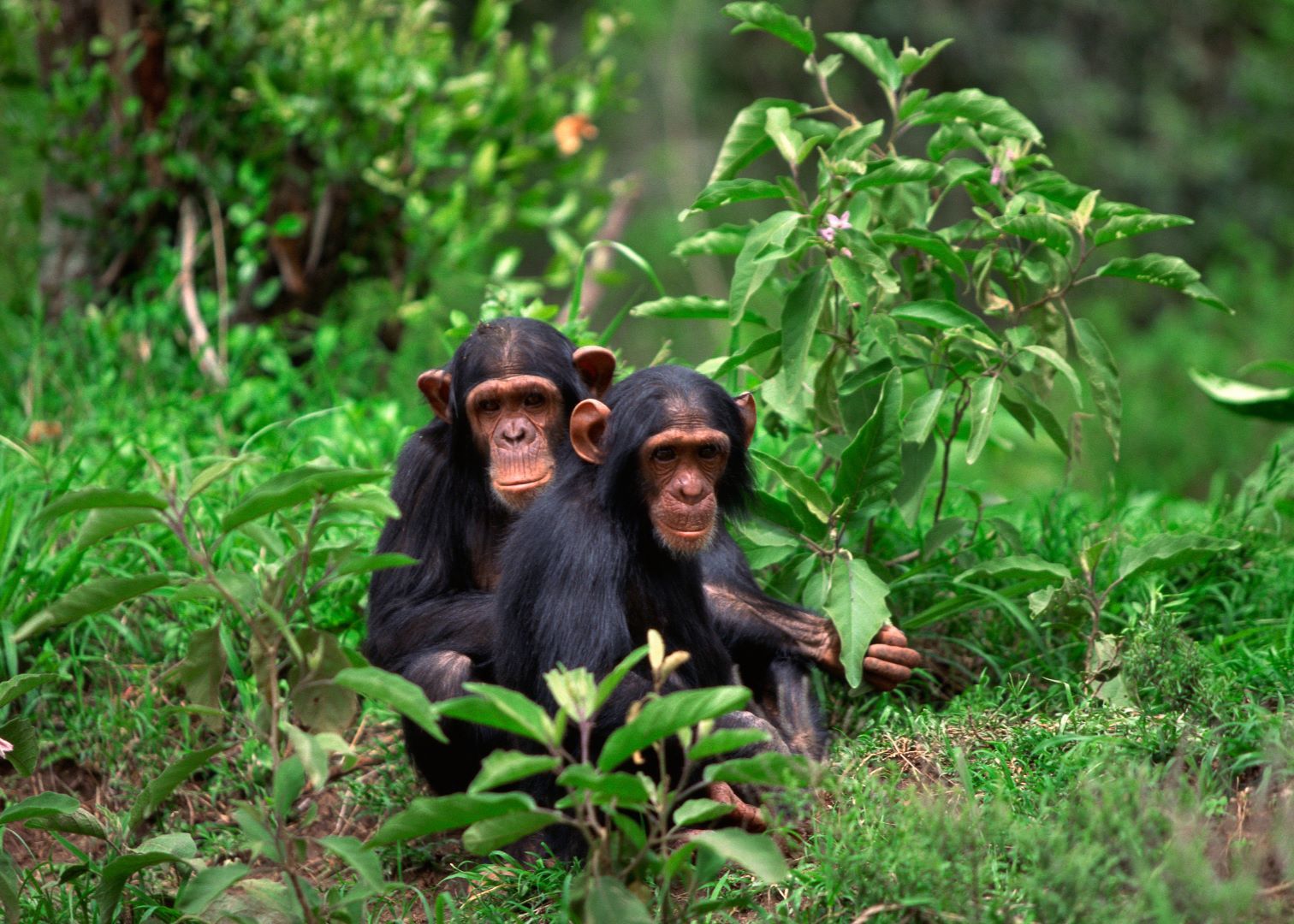 chimpanzee trekking in rwanda