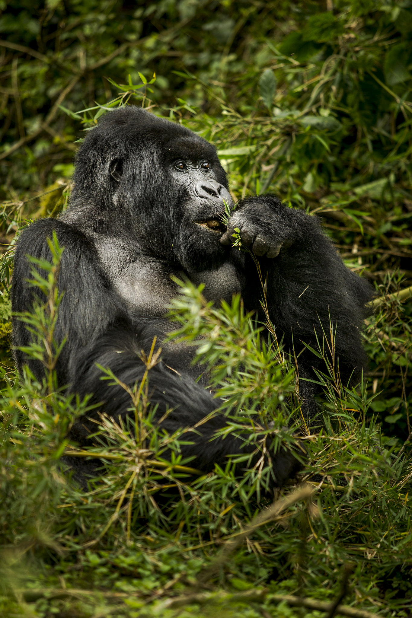 gorilla trekking in volcanoes