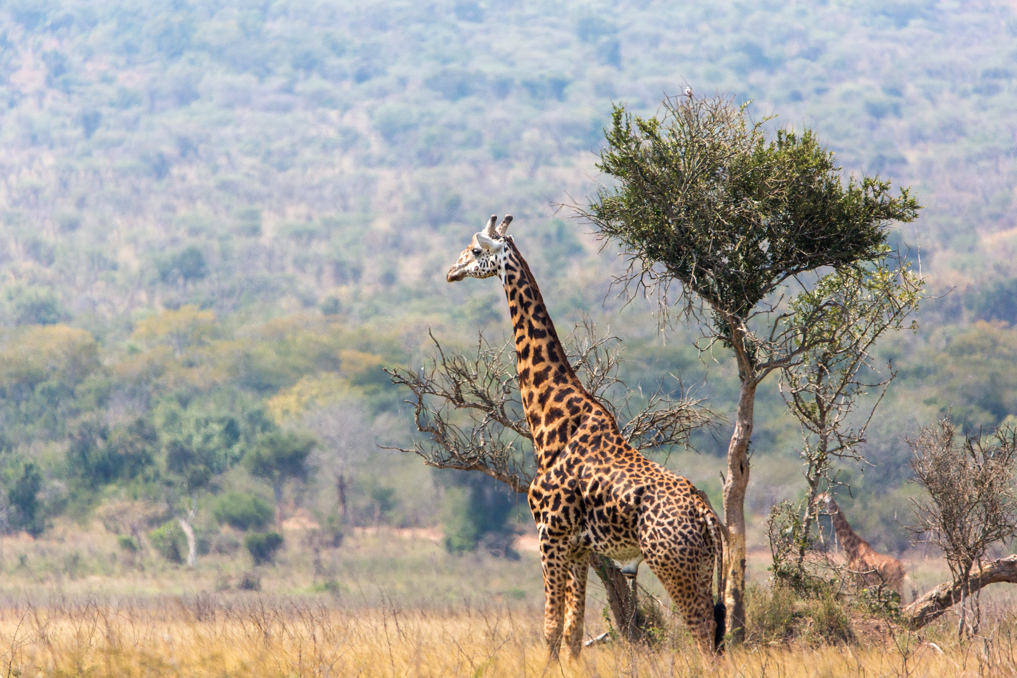 giraffe in akager np