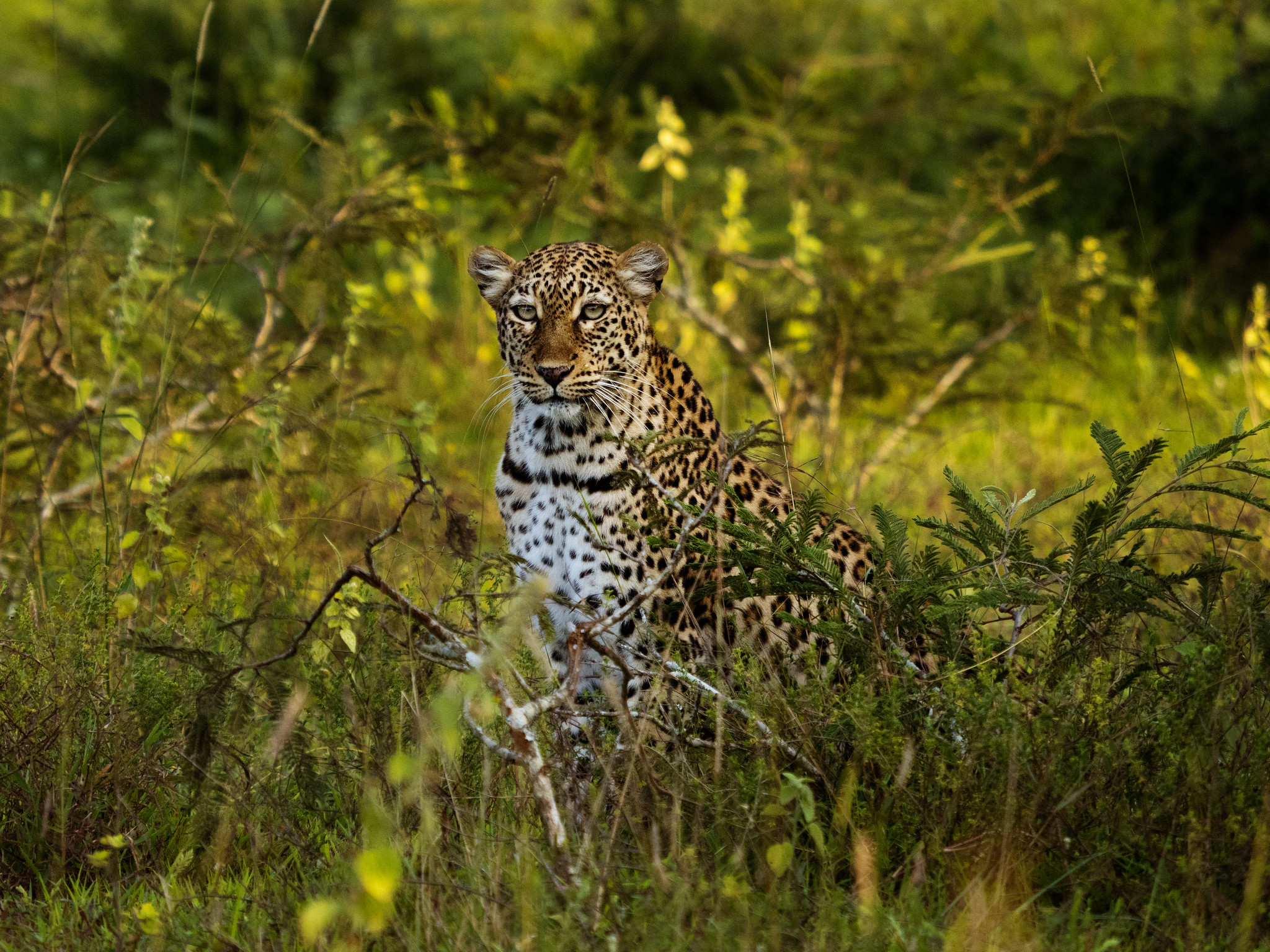 leopard in akager np