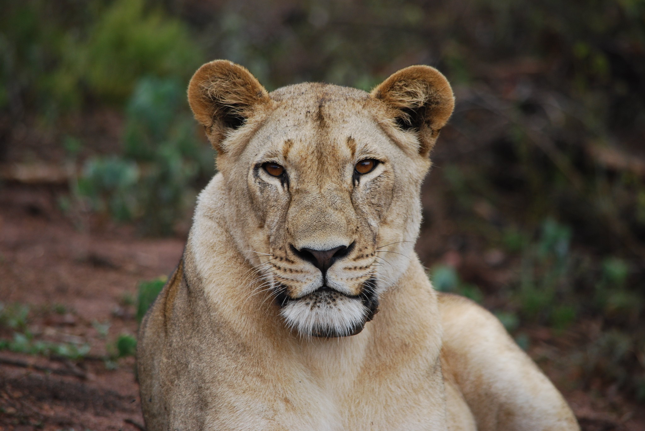 lioness in akagera national park