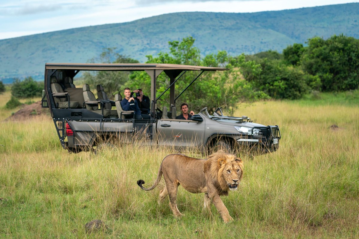 safari lion