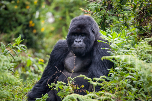 gorilla rwanda