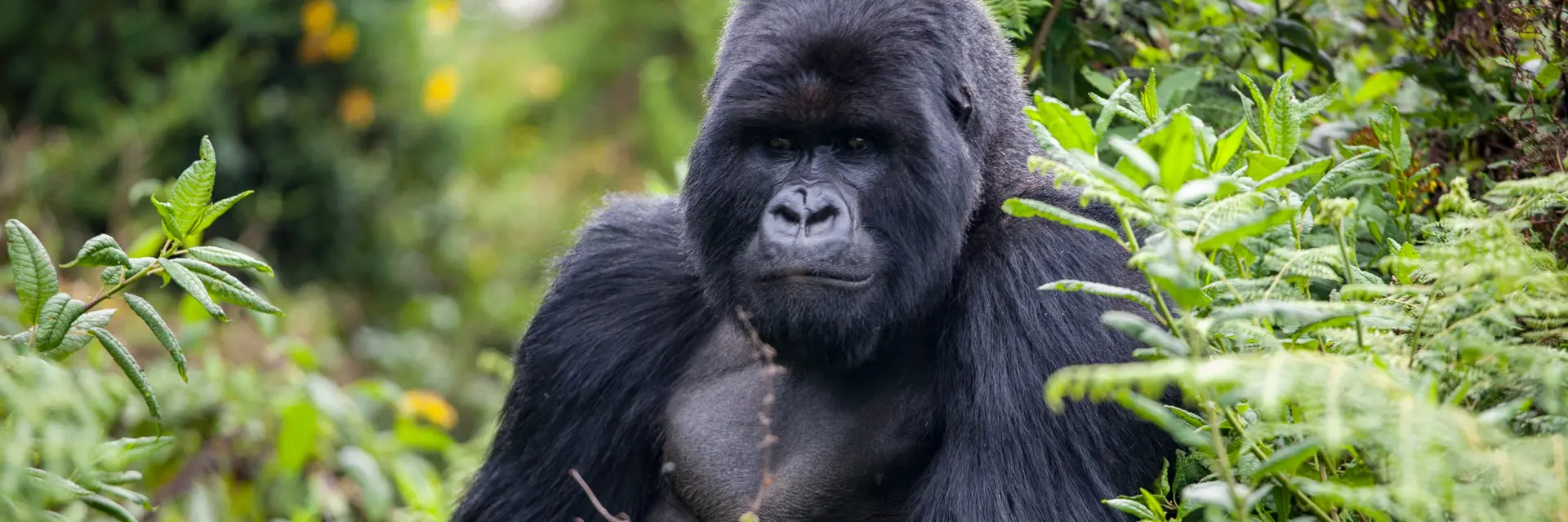 gorilla rwanda 1