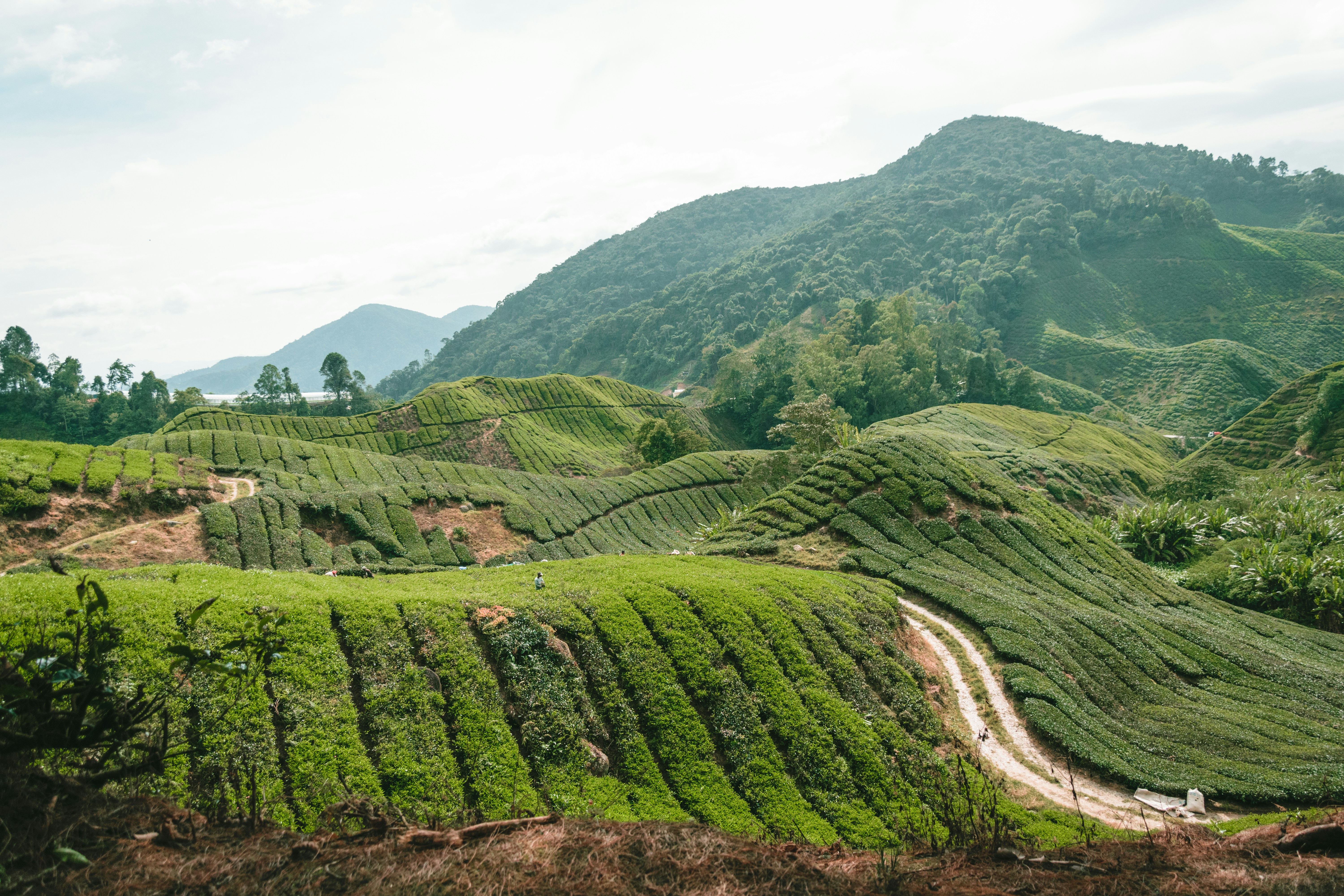cameron highlands pahang malaysia