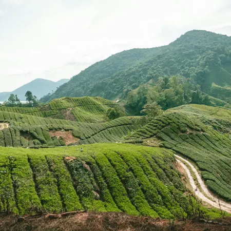 cameron highlands pahang malaysia