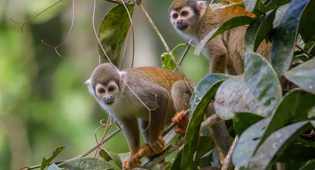 Ecuador: from the Amazon jungle to the Galapagos Islands