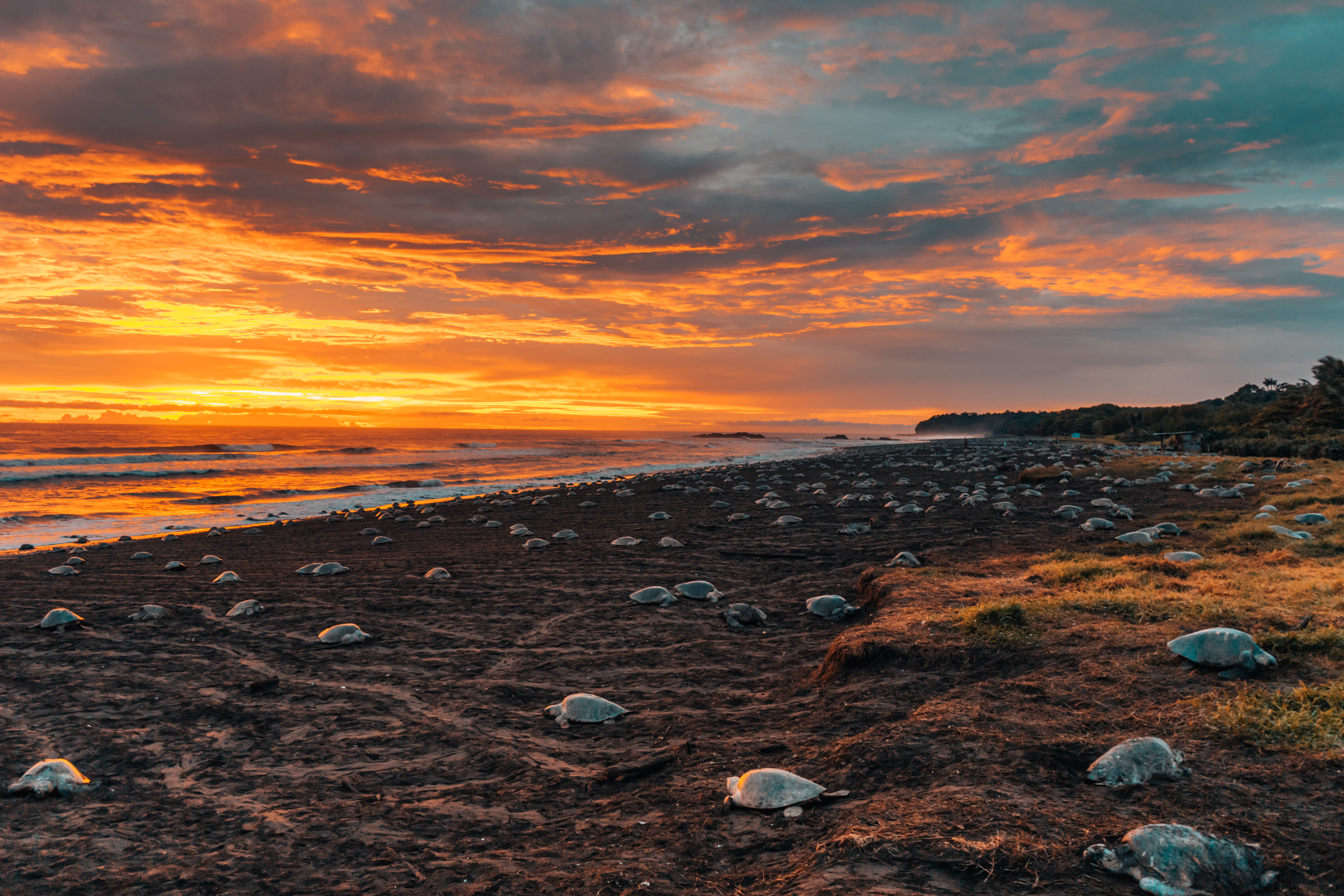 playa ostional