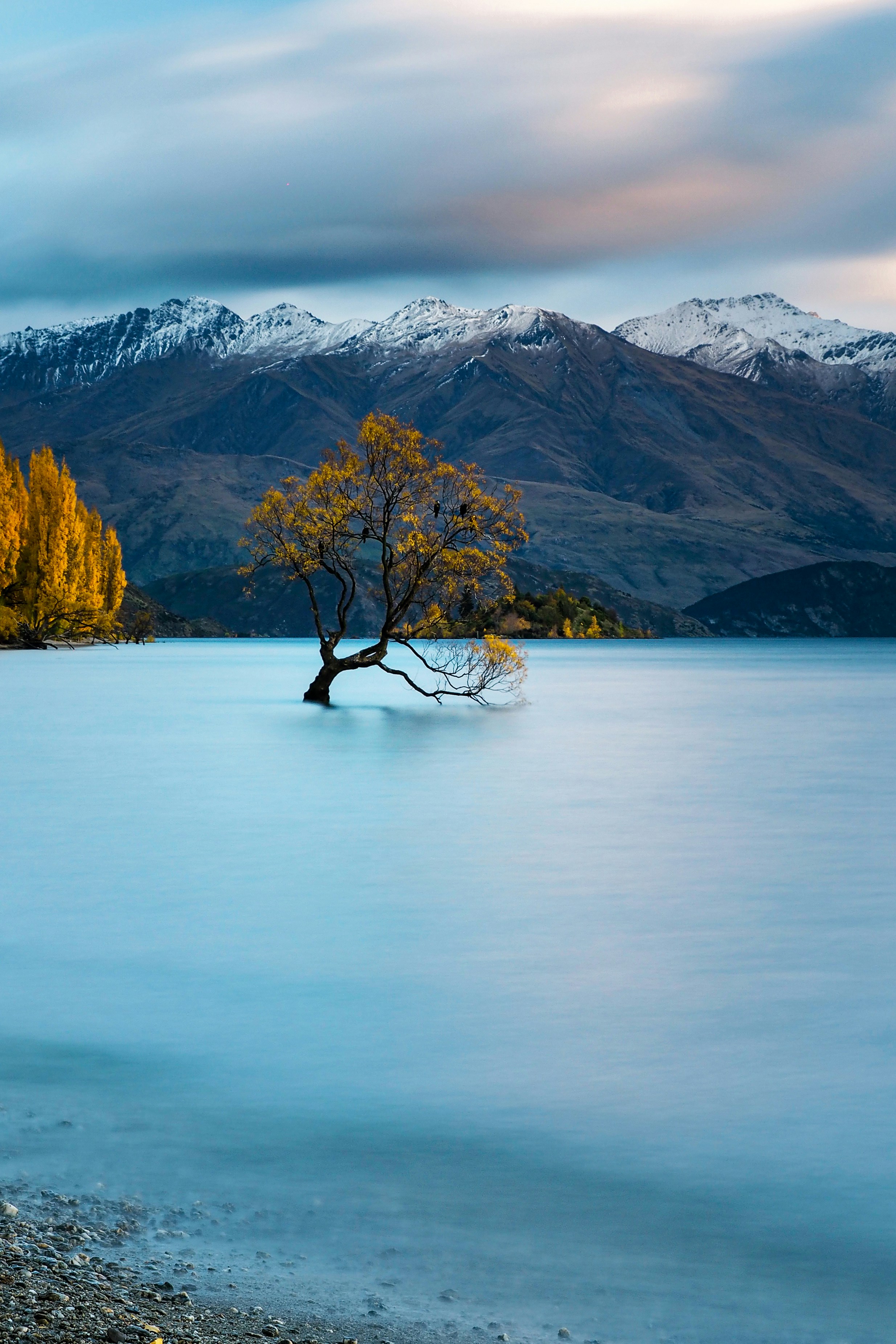 that wanaka tree on a cold autumn morning
