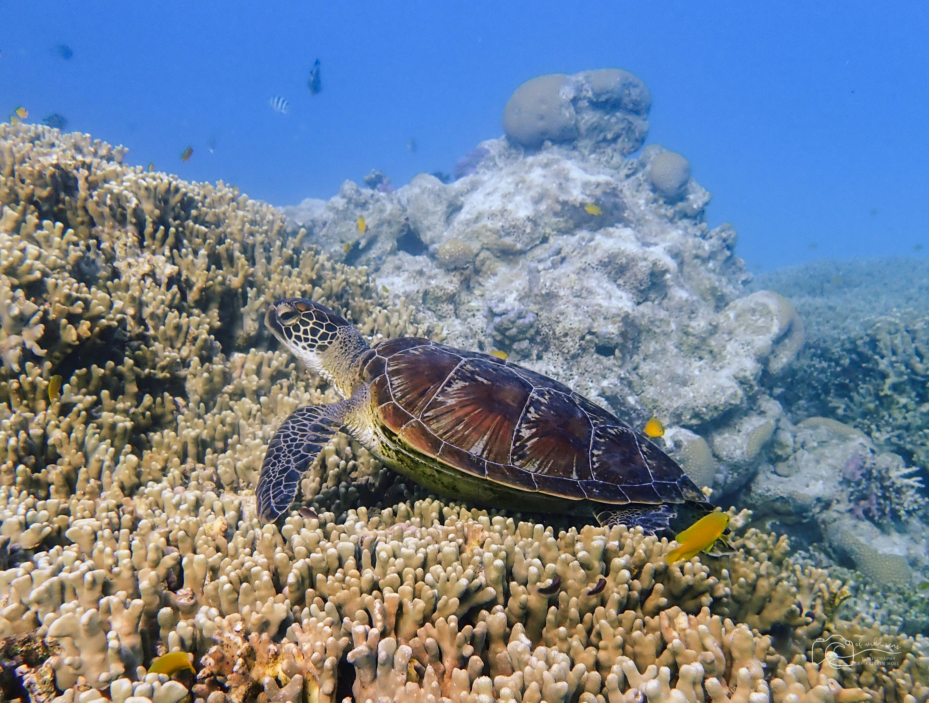 turtle the great barrier reef