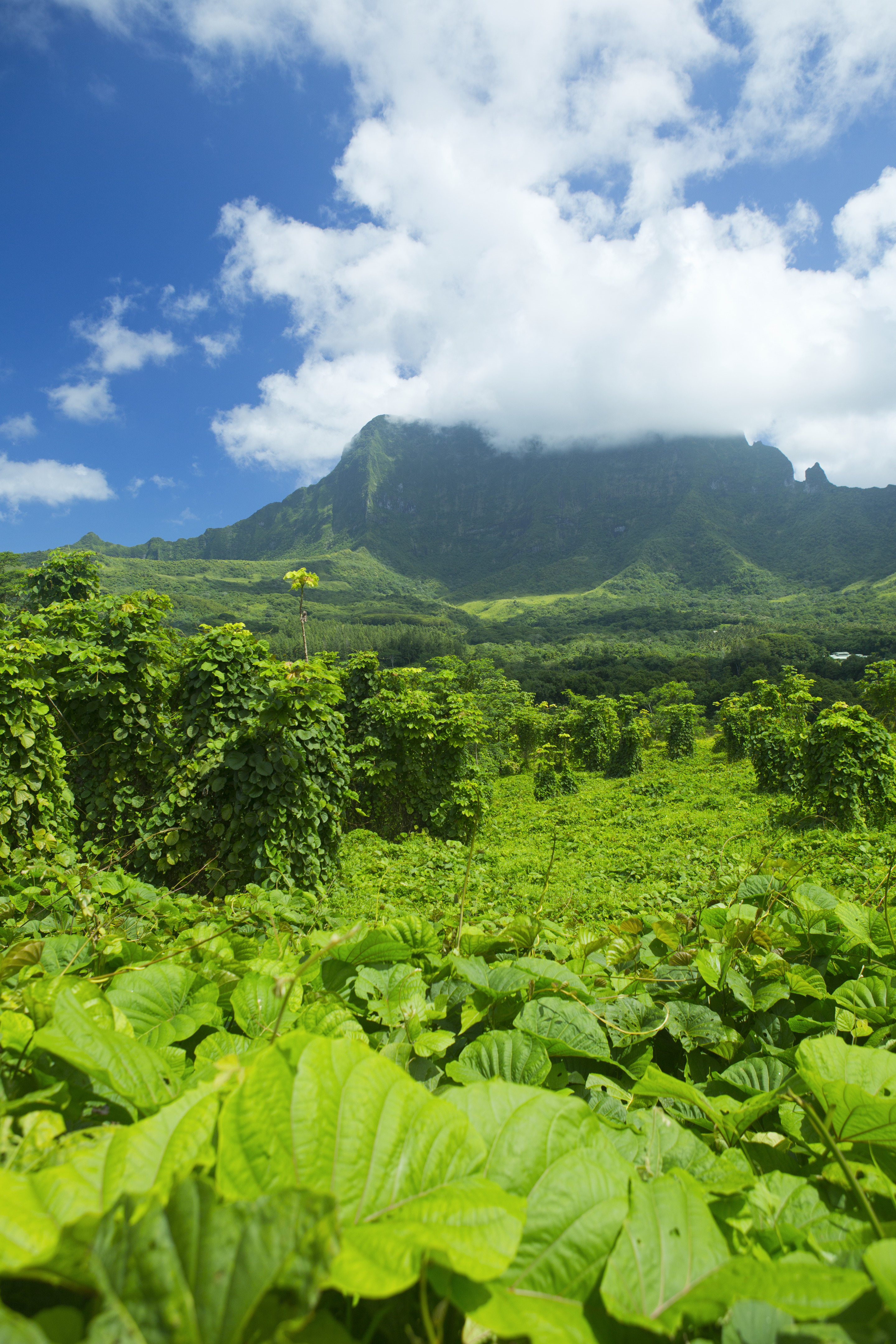 raiatea tahiti tourisme 1