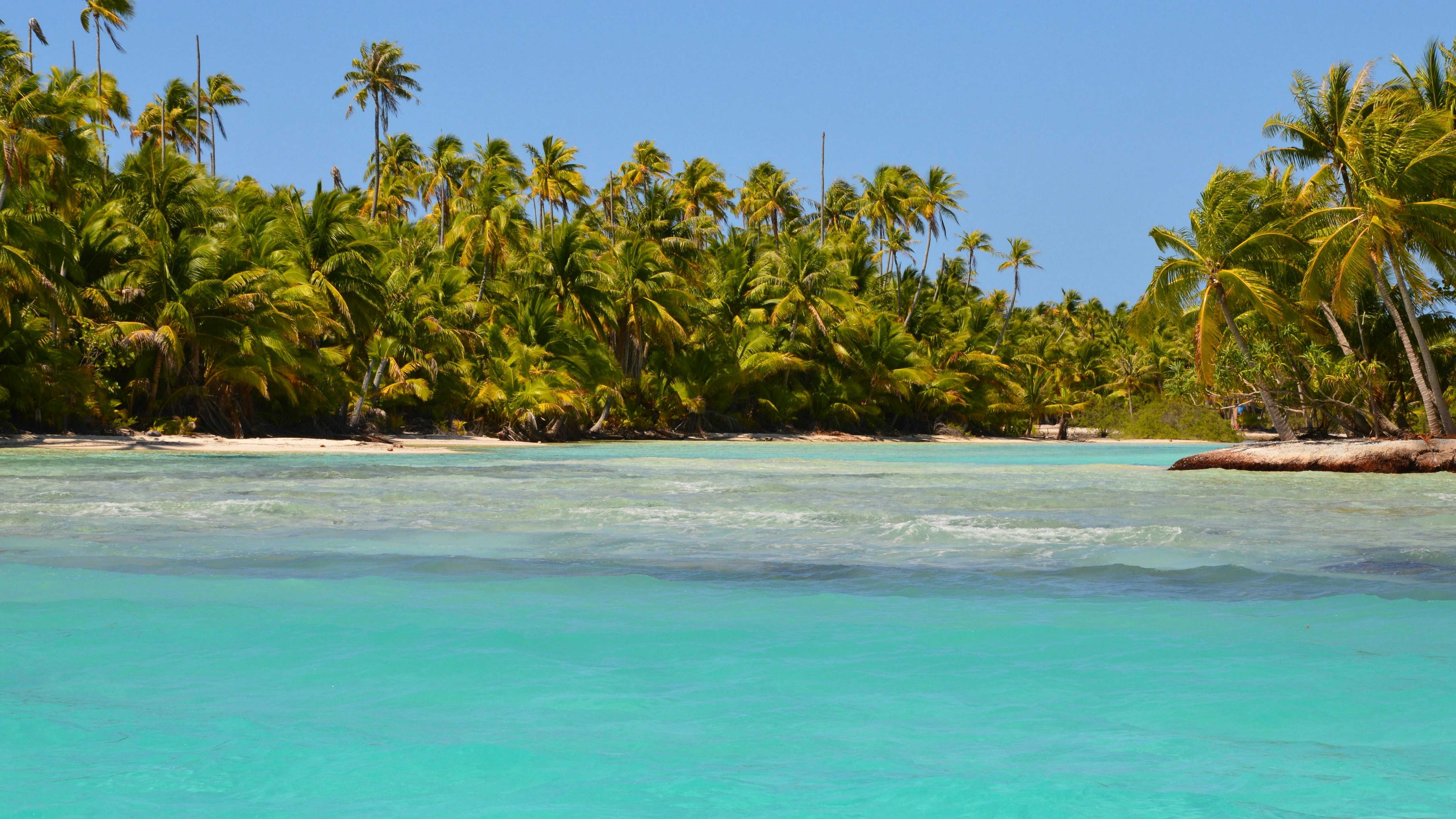 rangiroa palmbomen