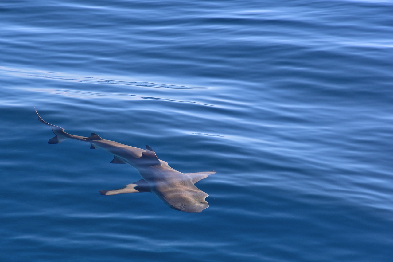 haai moorea