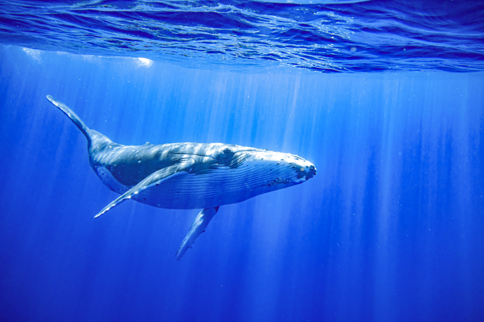 73 polynesie francaise  moorea baleine a bosse studioponant ronald vitaloni