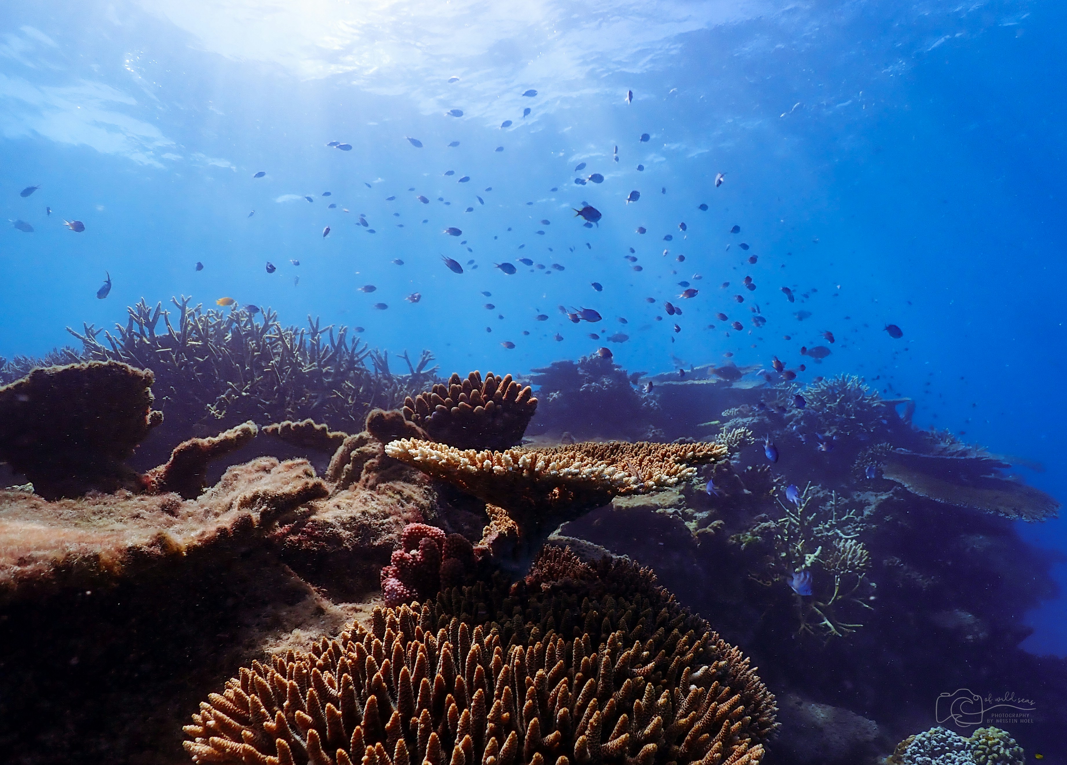 great barrier reef