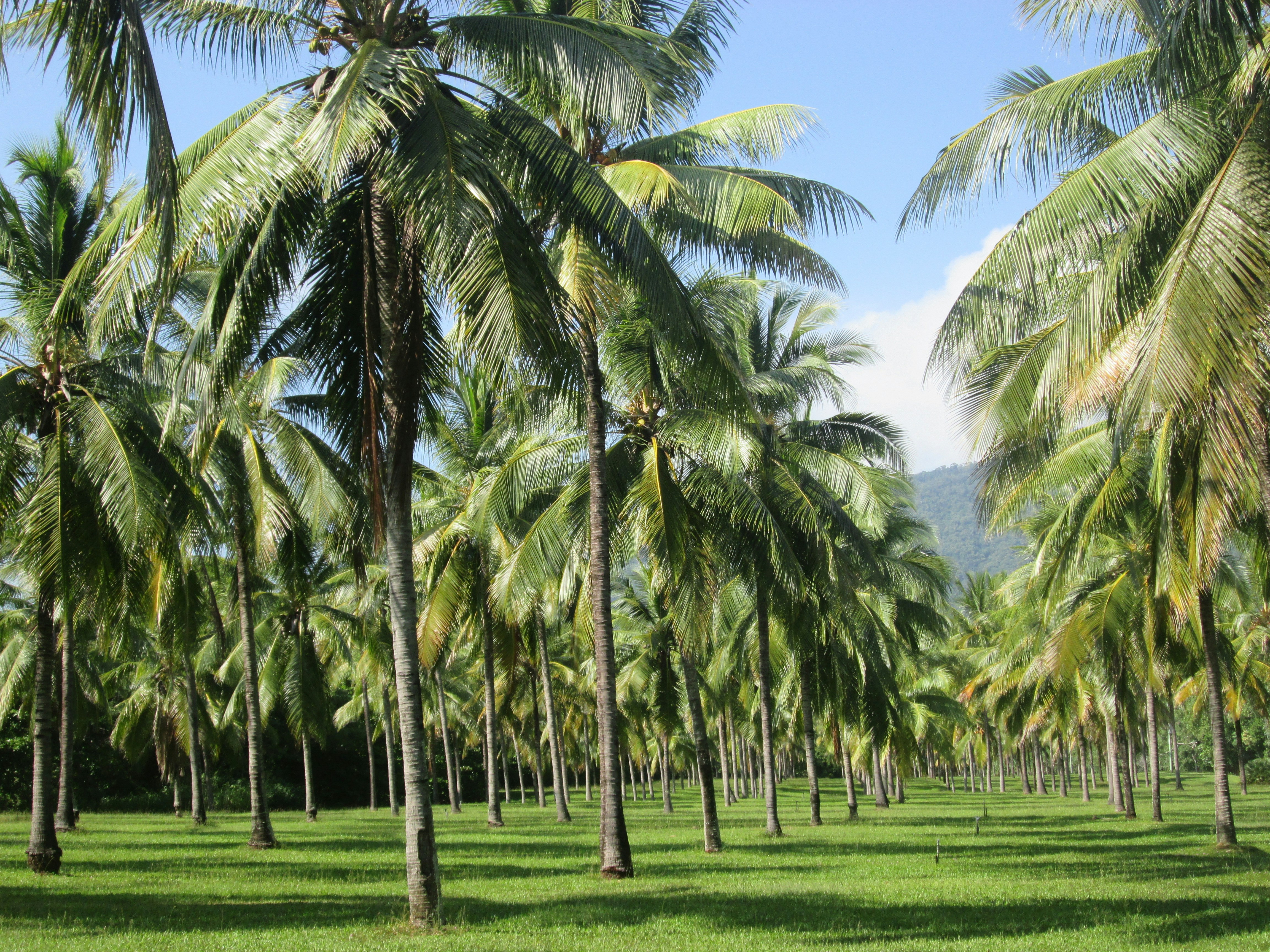port douglas