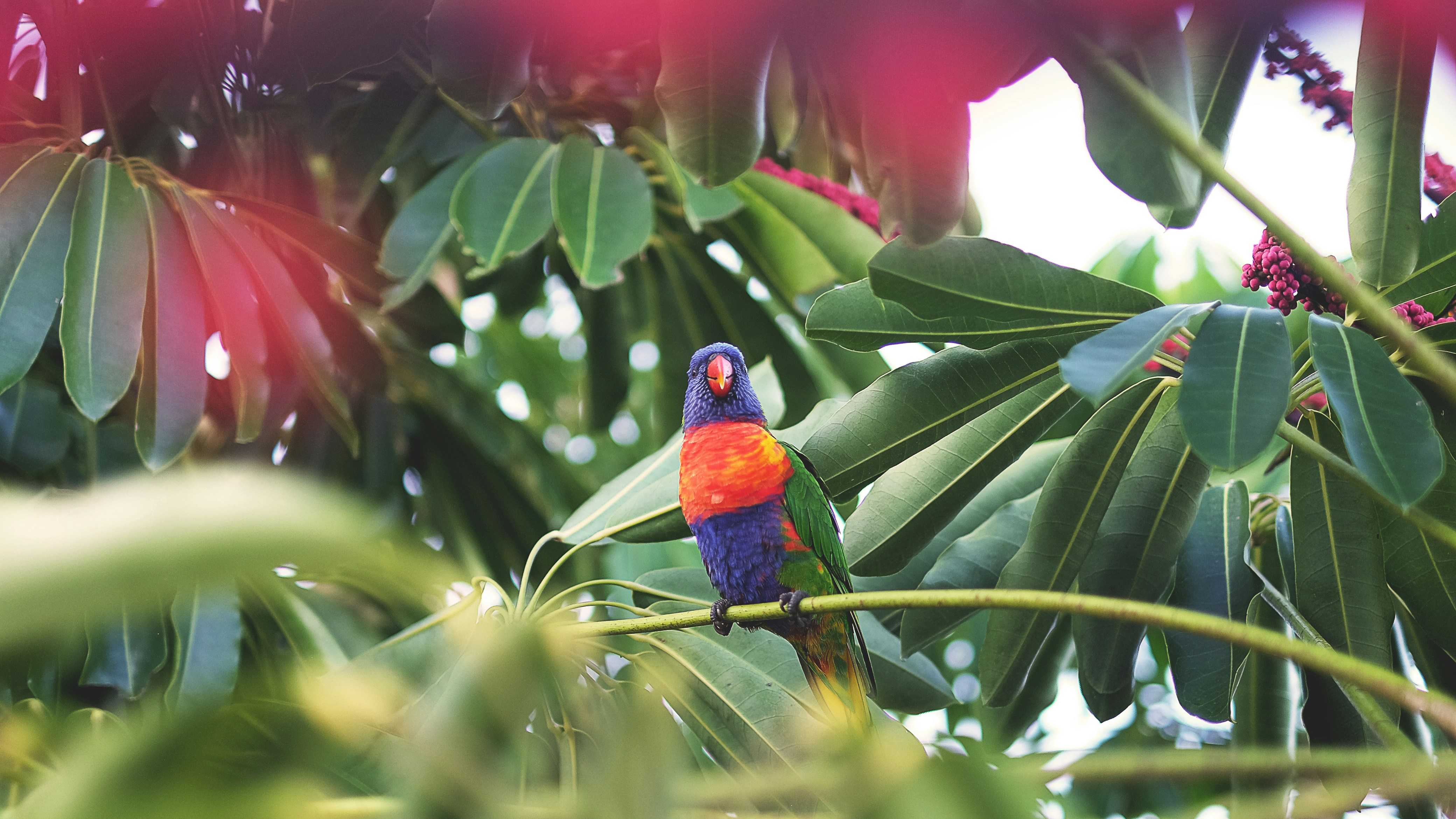 parrot