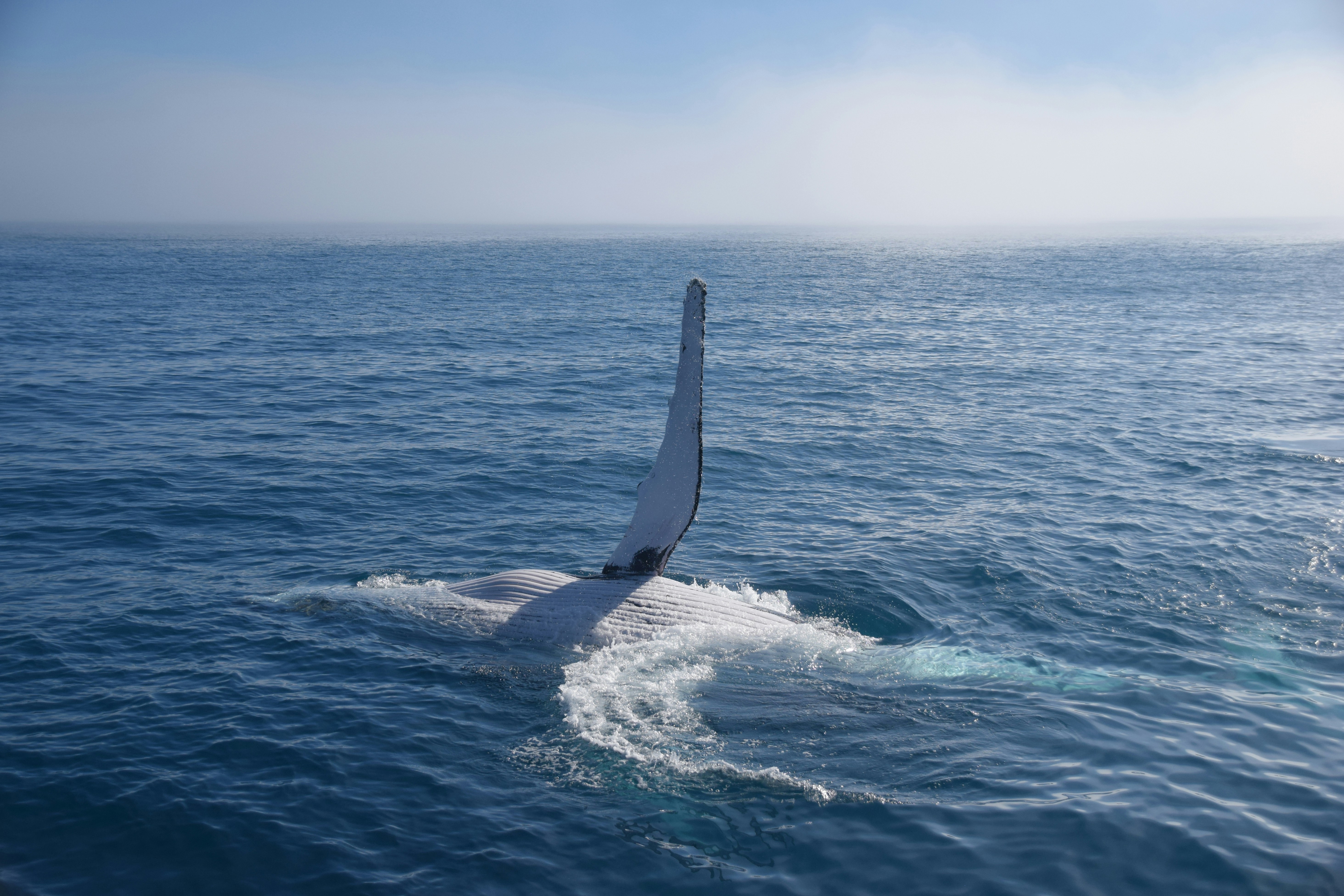 walvis