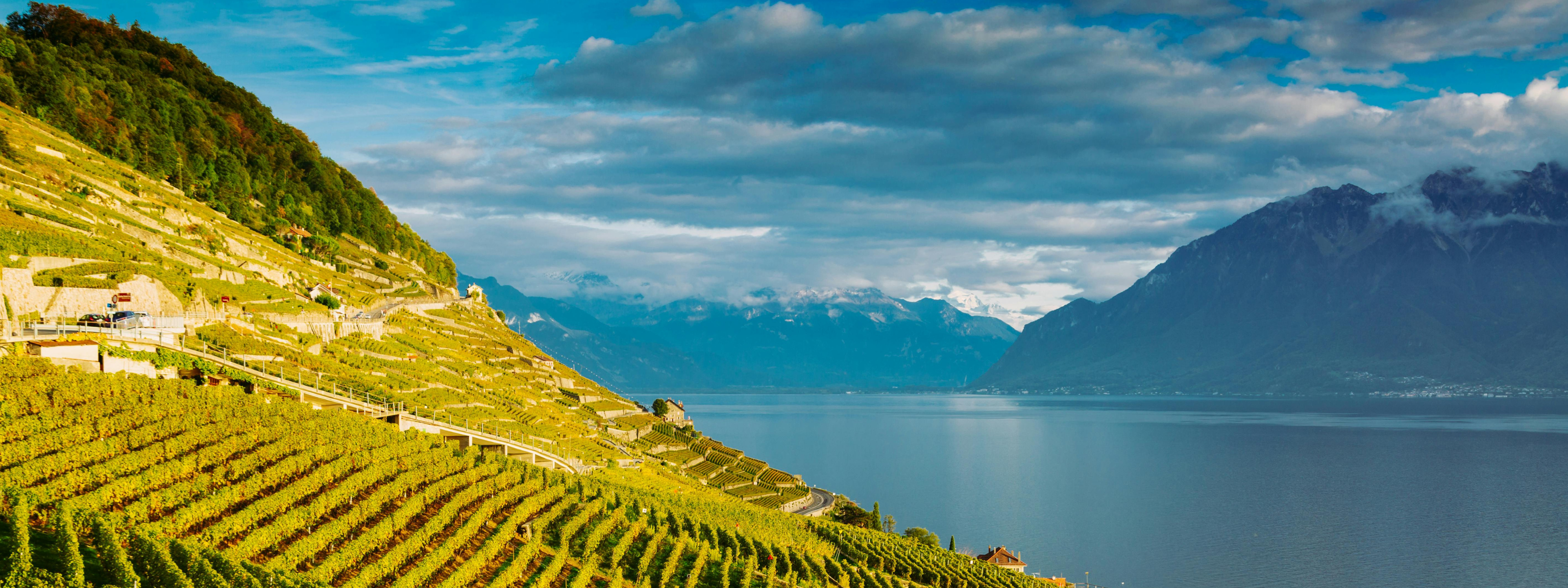 lausanne wijngaard banner