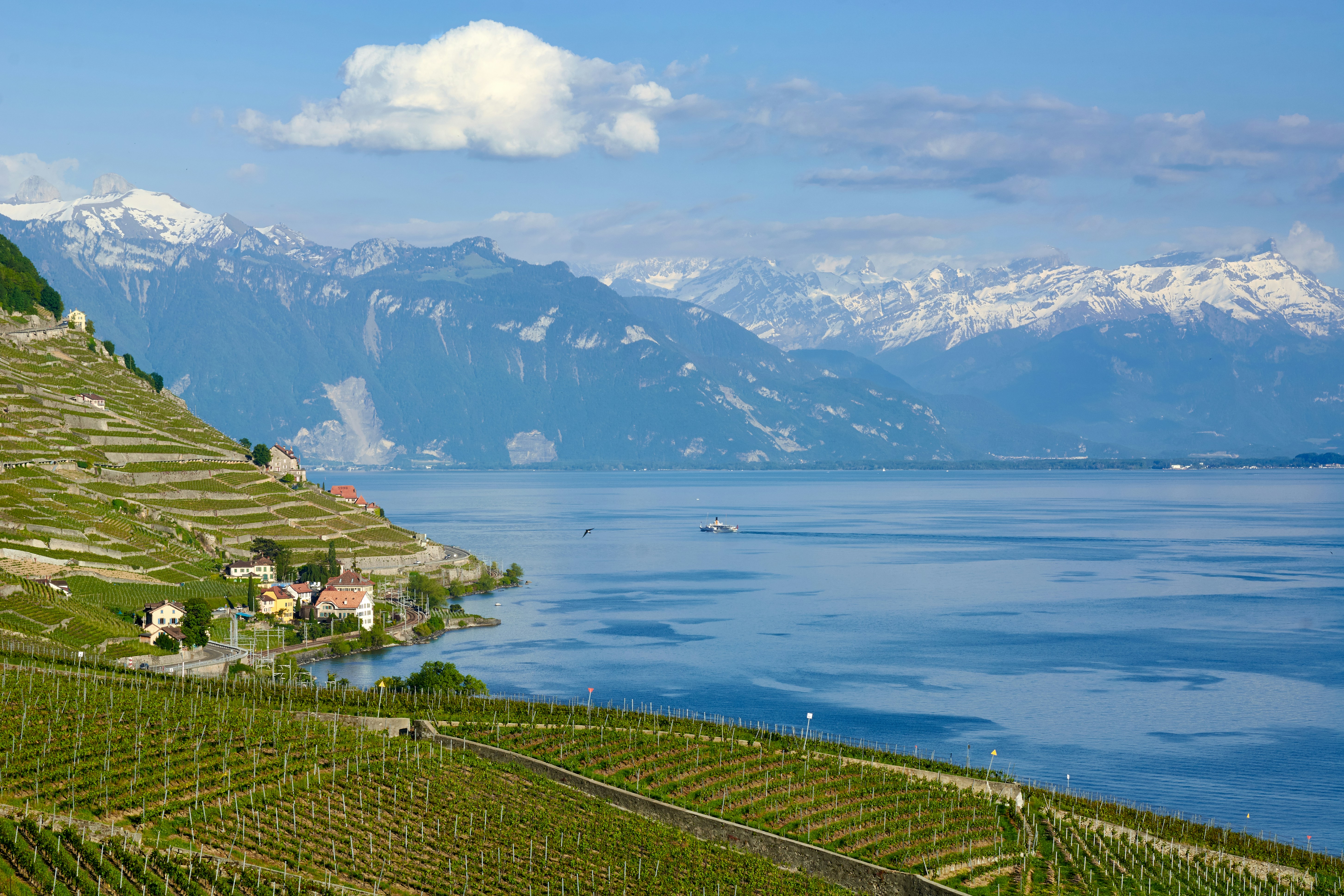 lavaux wijngaarden