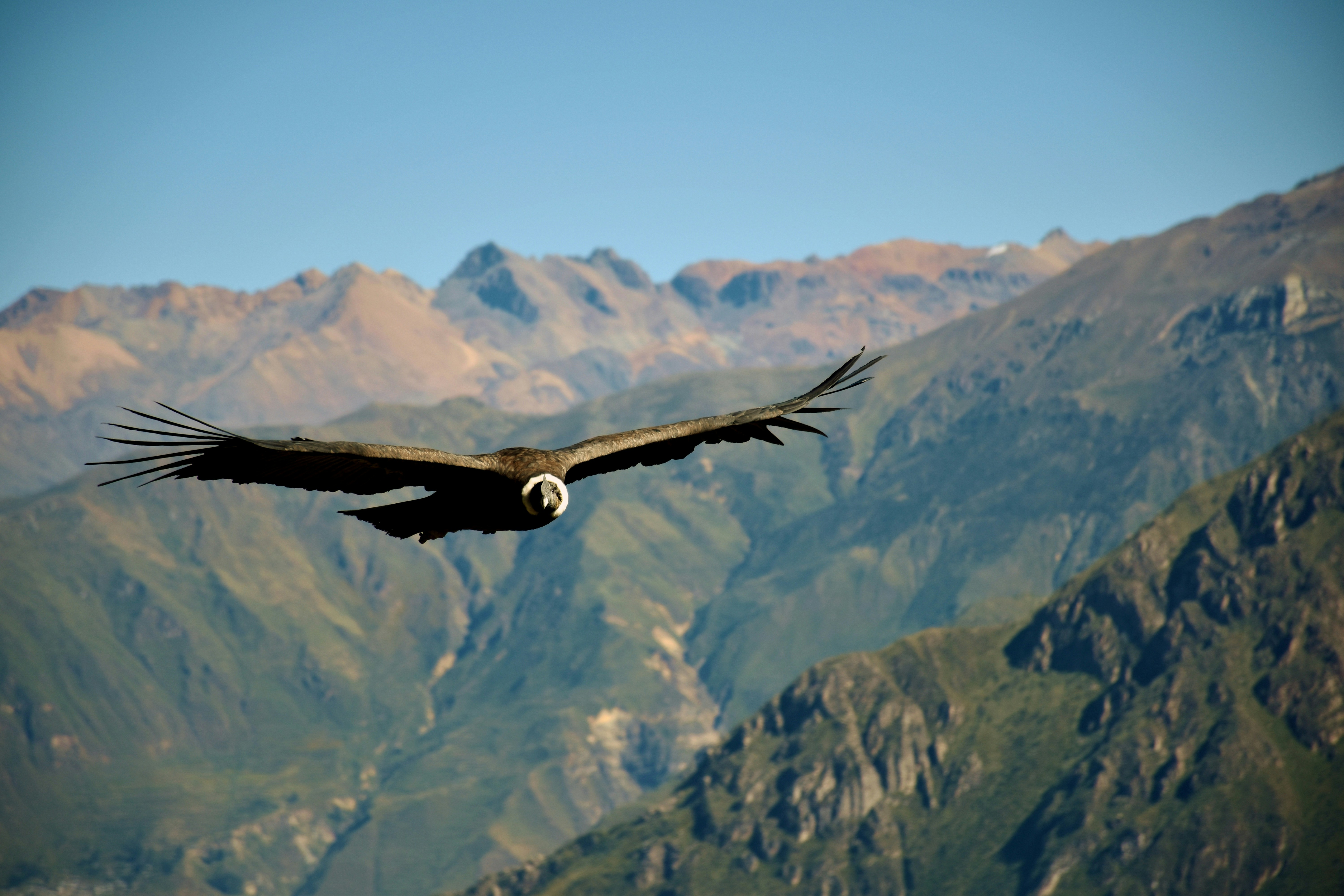 colca canyon peru