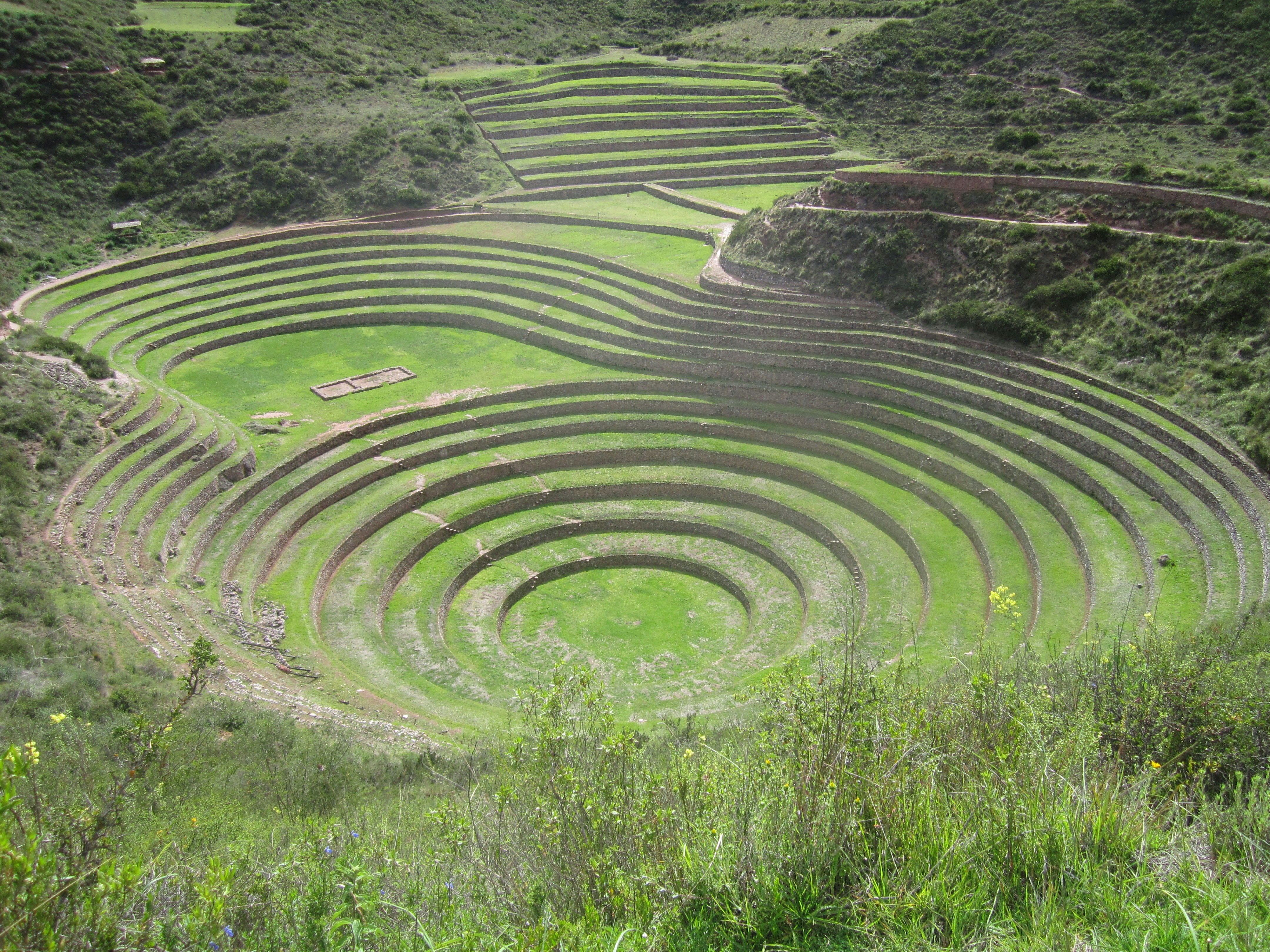 moray