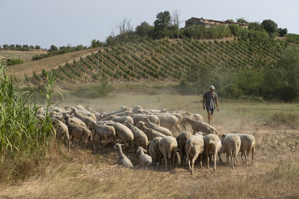 organic estate