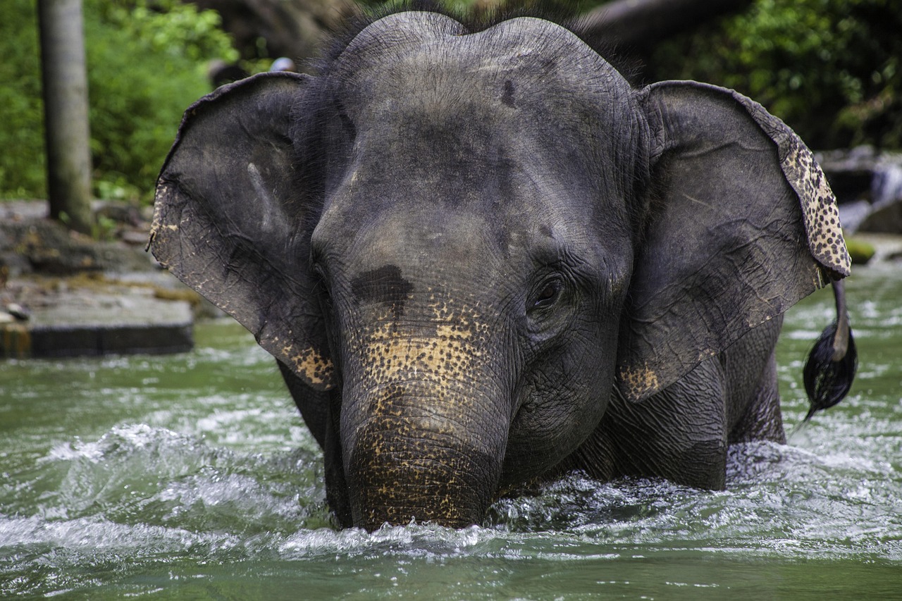 asian elephant 2439184 1280
