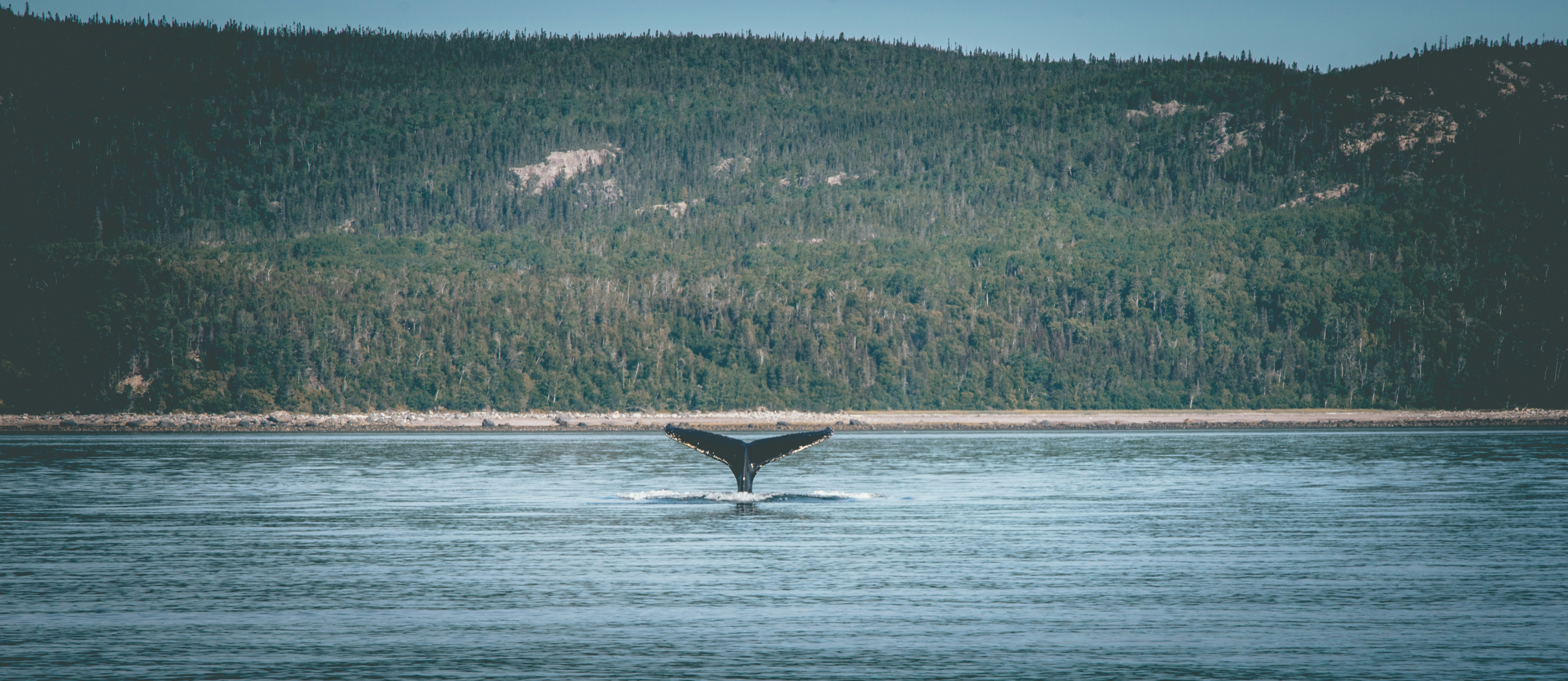 walvis 2