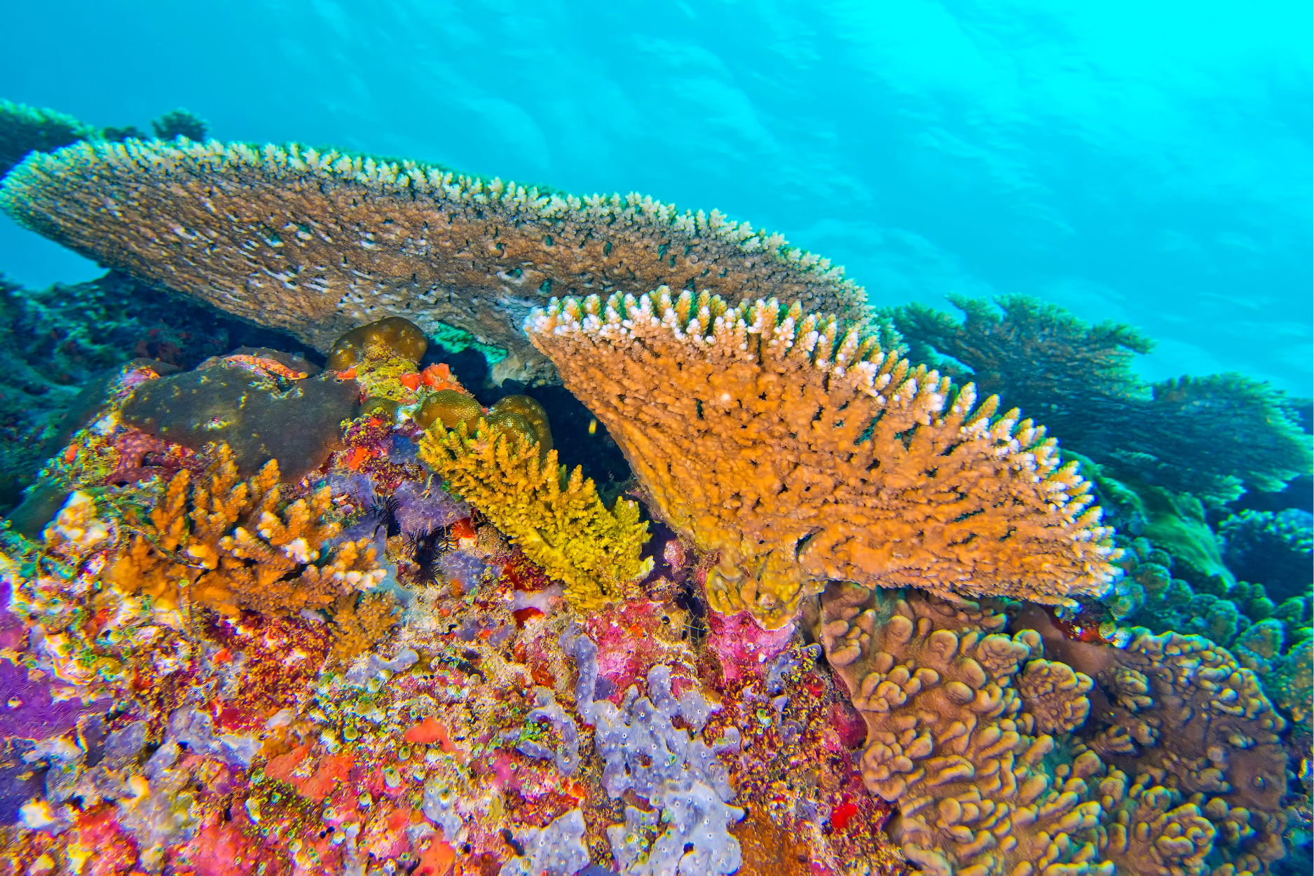 diving in south ari atoll 2