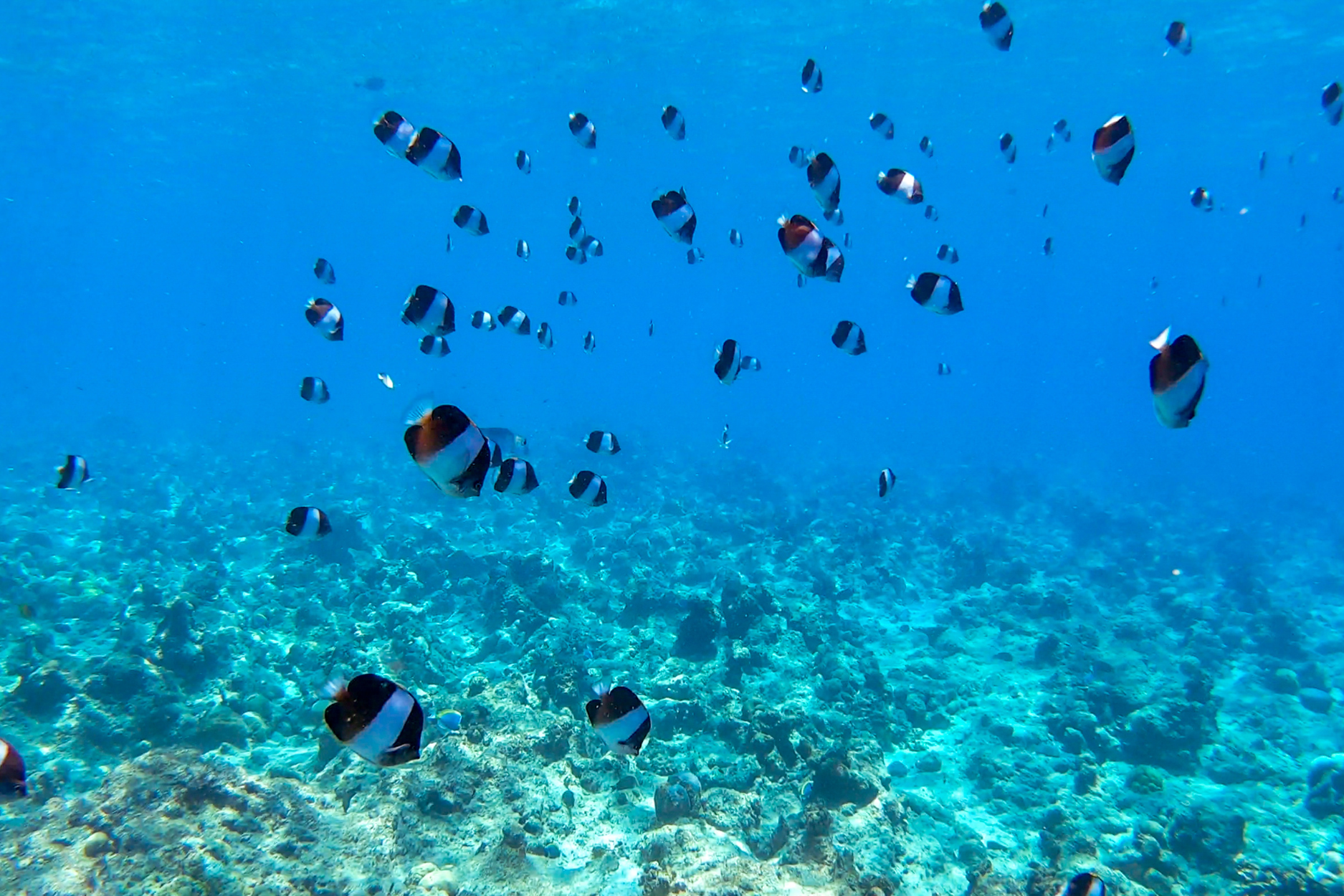 diving in south ari atoll