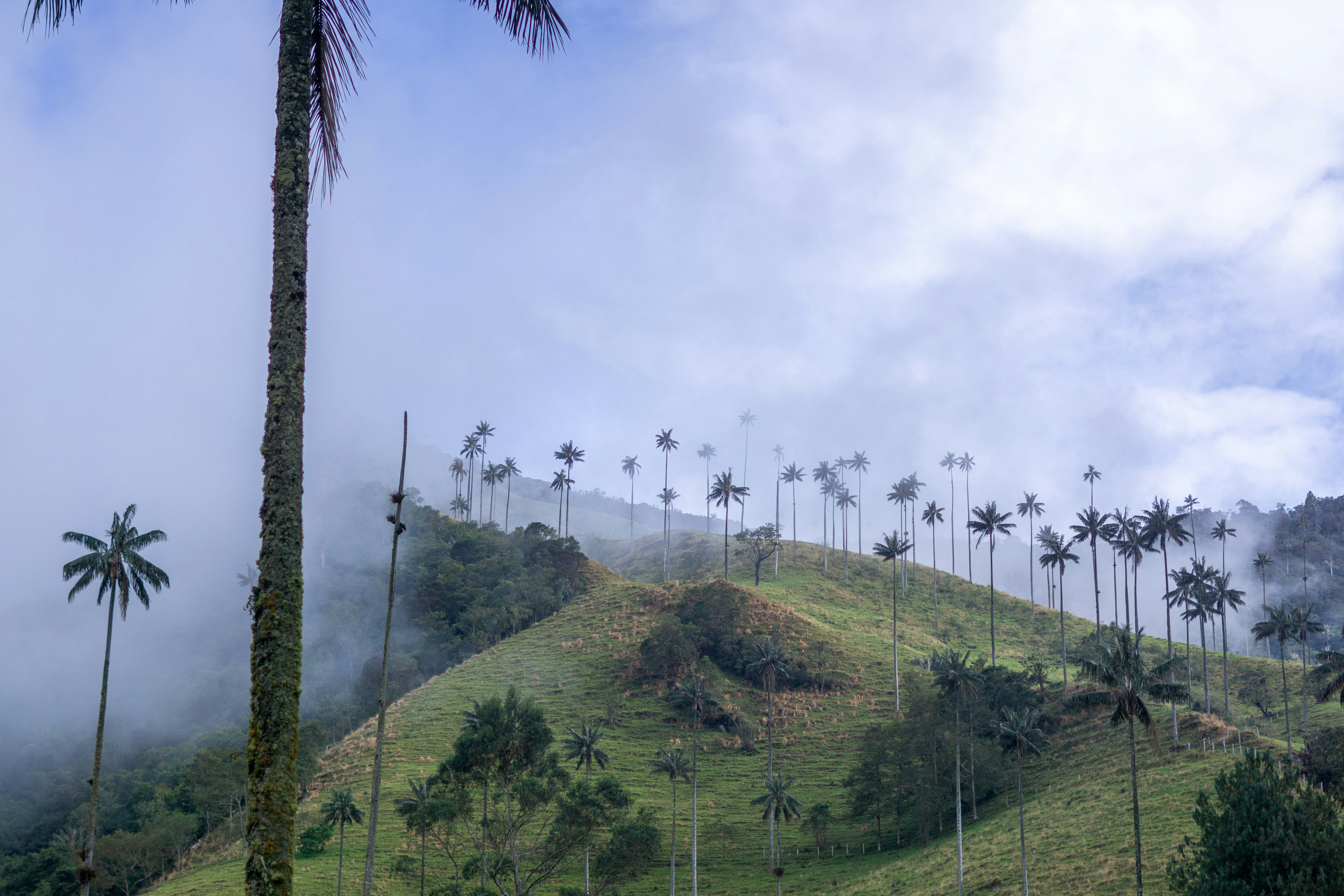 cocora vallei