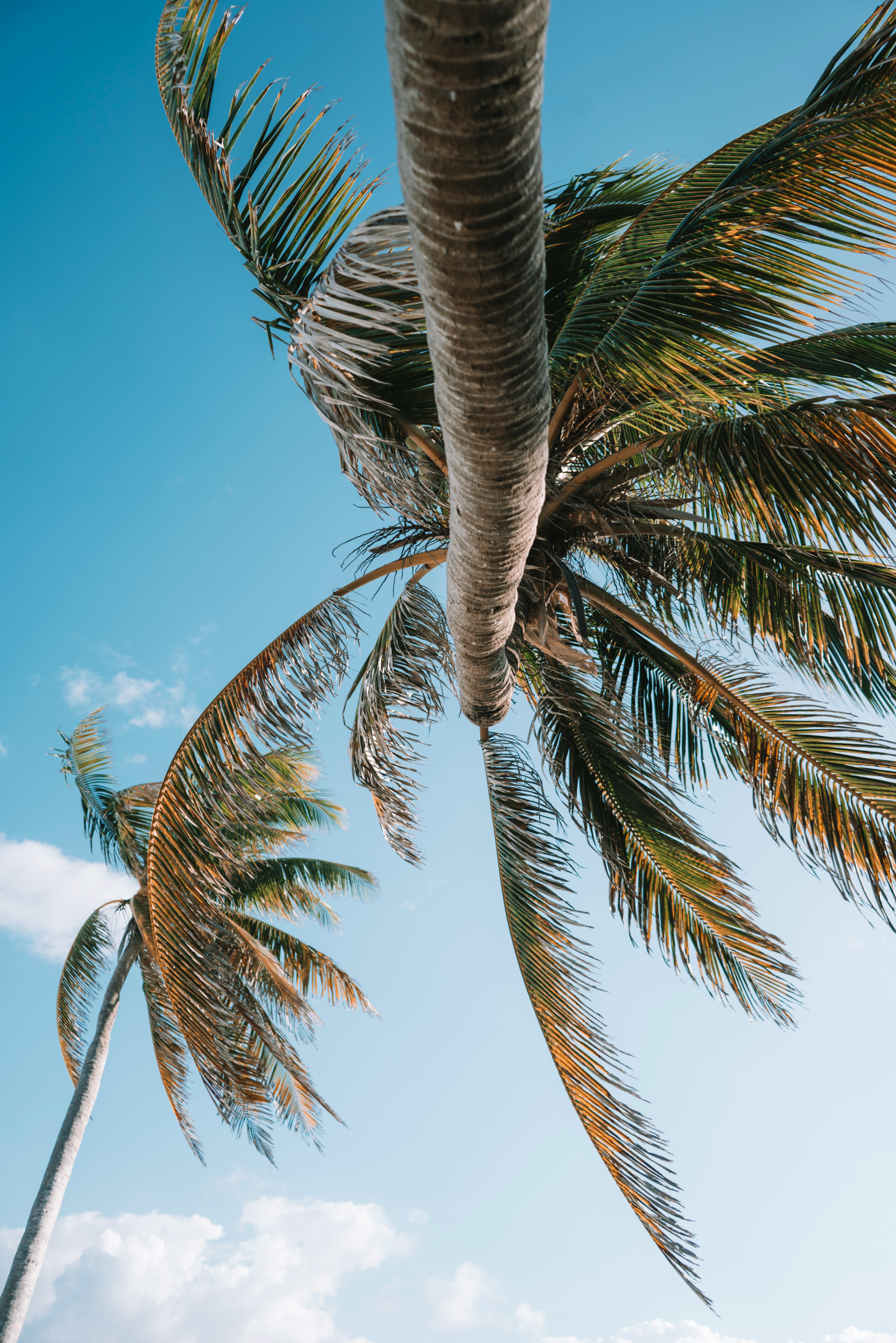 tulum beach palm trees